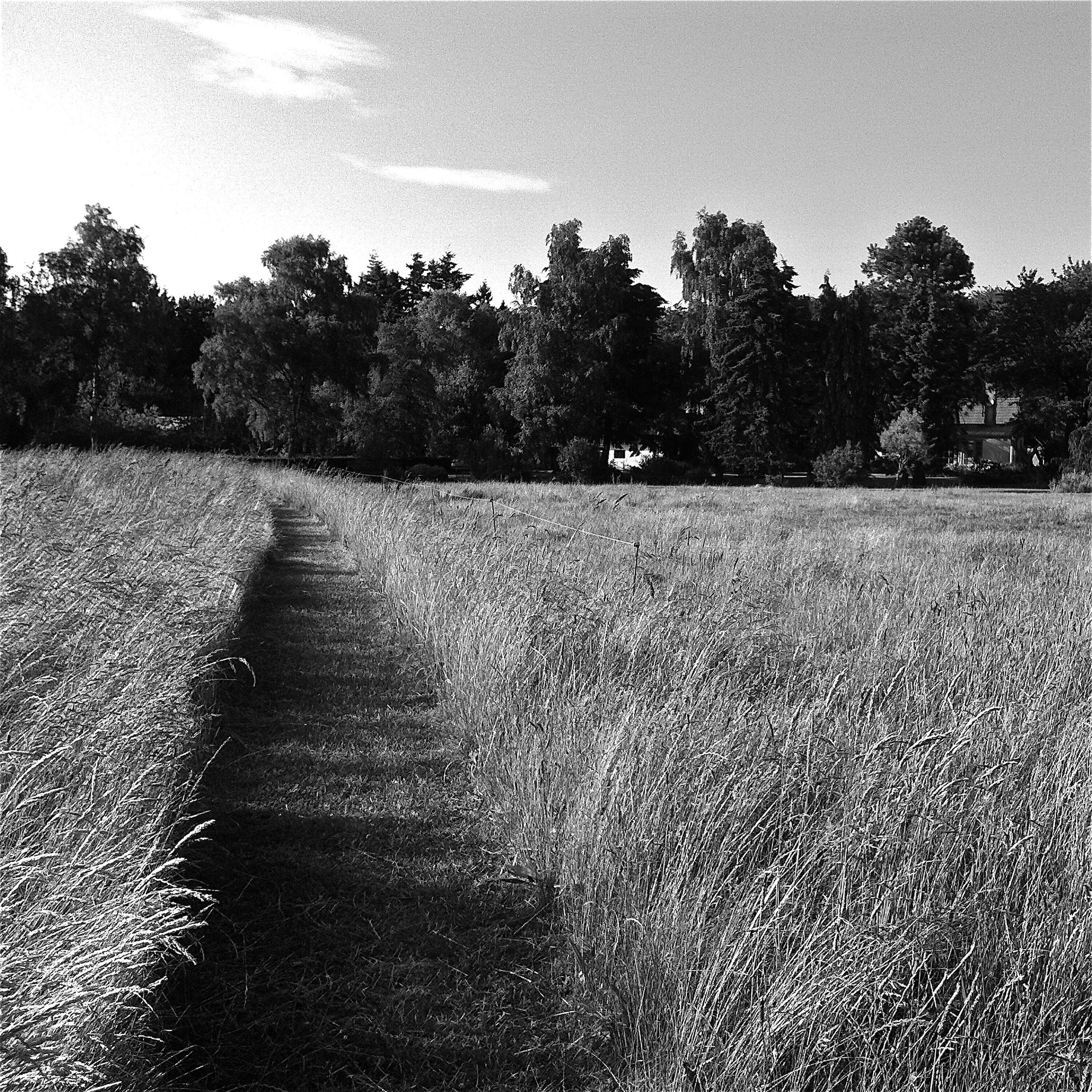 JAMES THOMAS - Winter's Back