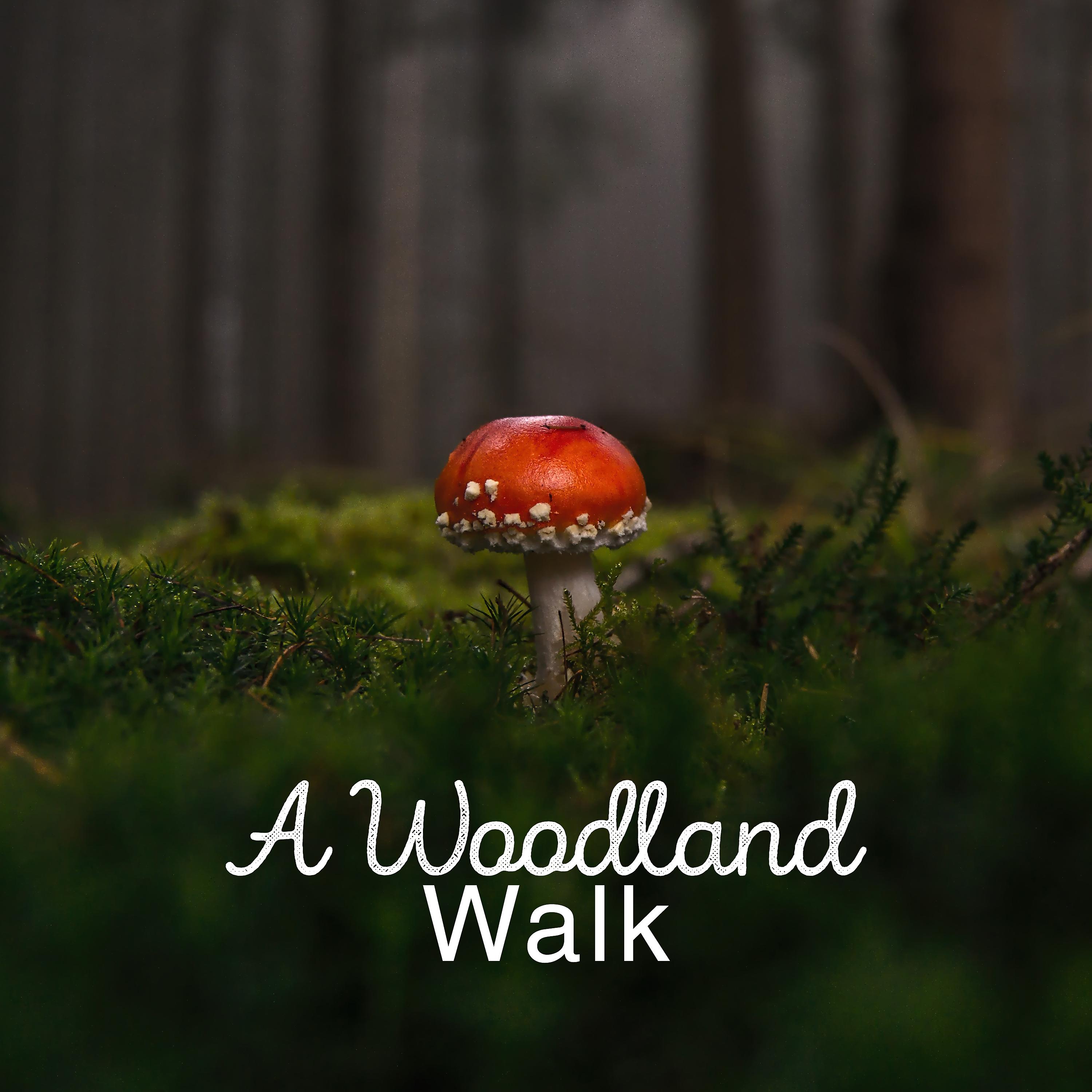 Постер альбома A Woodland Walk