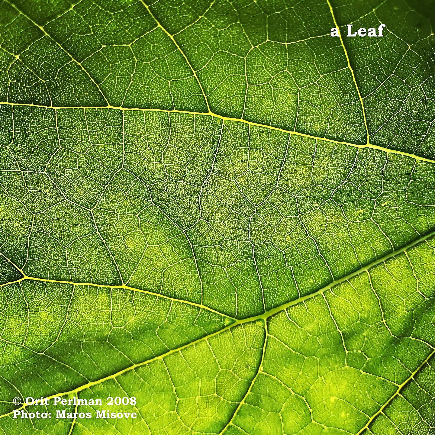 Постер альбома A Leaf