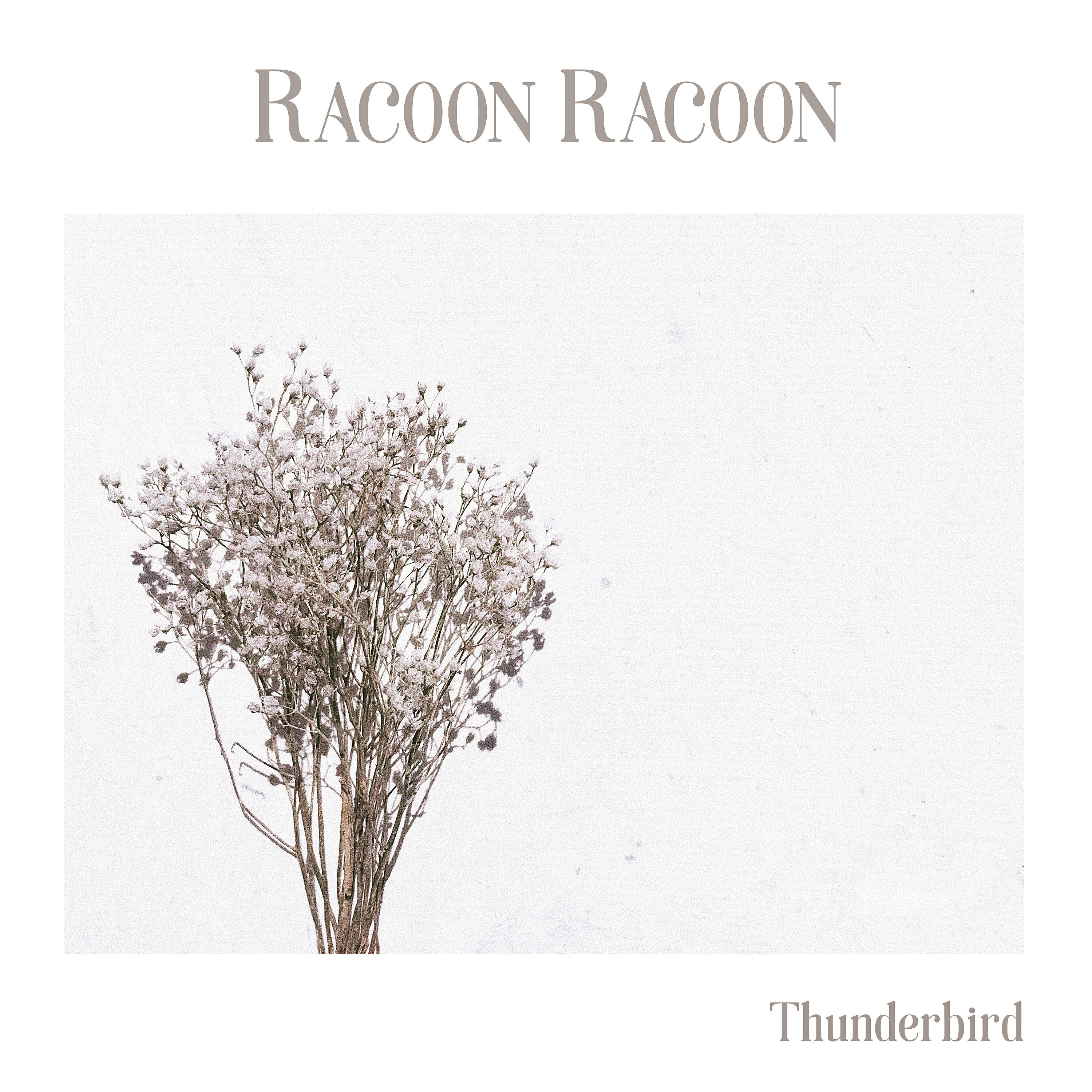 Racoon Racoon - Thunderbird