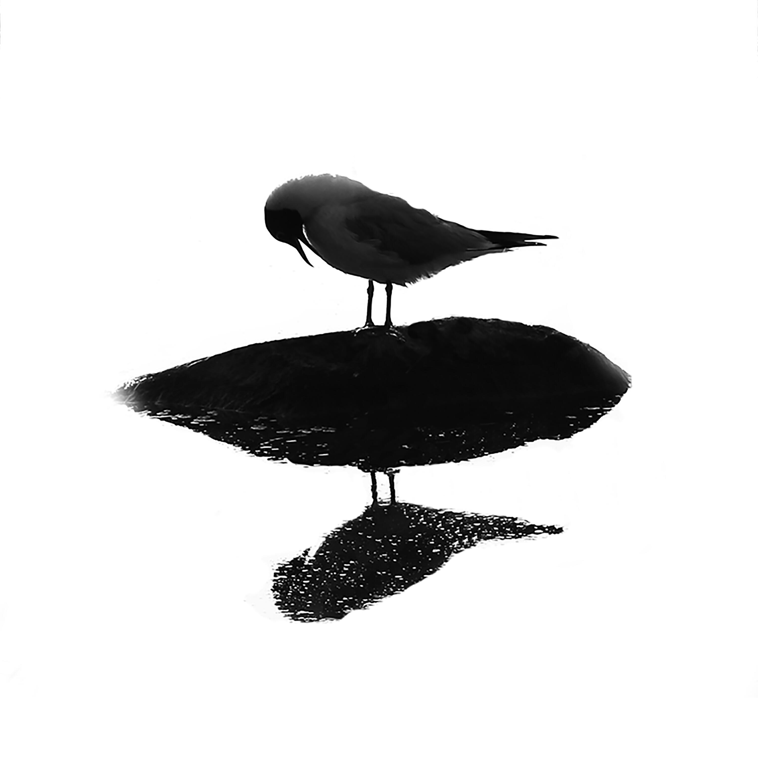 Birdie Pirat - Verda OPPned
