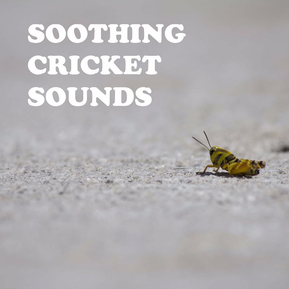 Cricket Sounds - Fresh Cricket Sounds