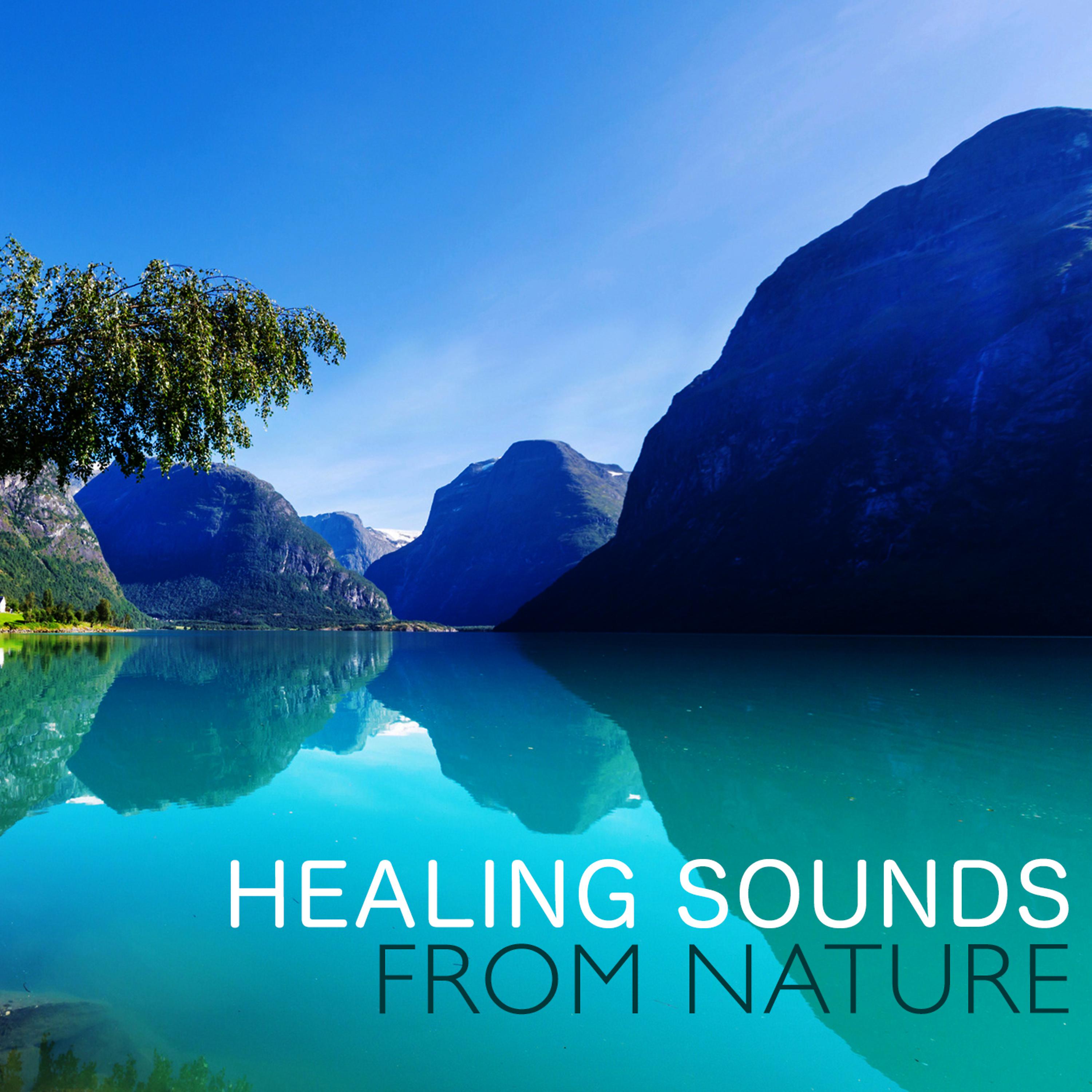 Постер альбома Healing Sounds from Nature