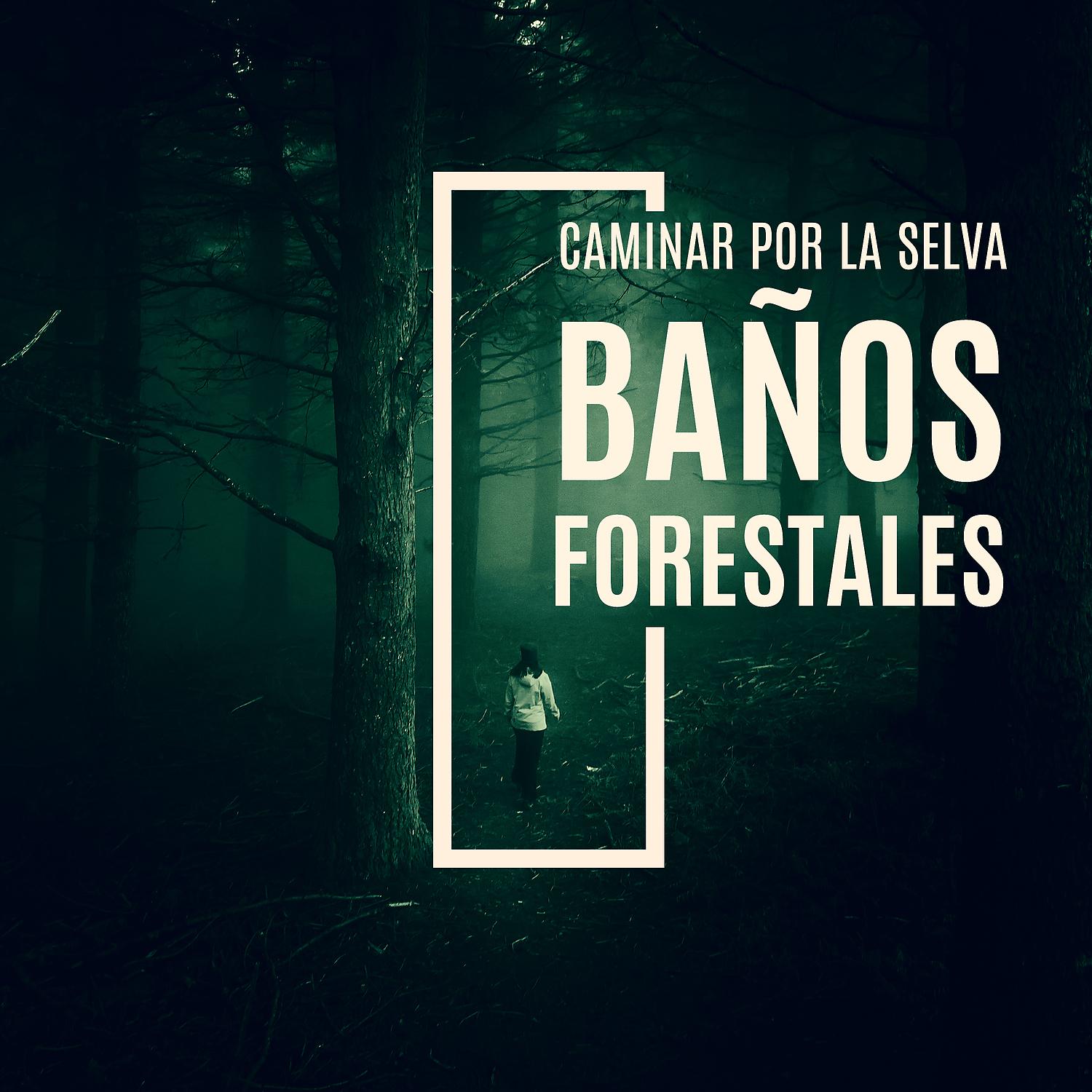 Постер альбома Caminar por la Selva: Baños Forestales, Sonidos del Bosque y Grillos