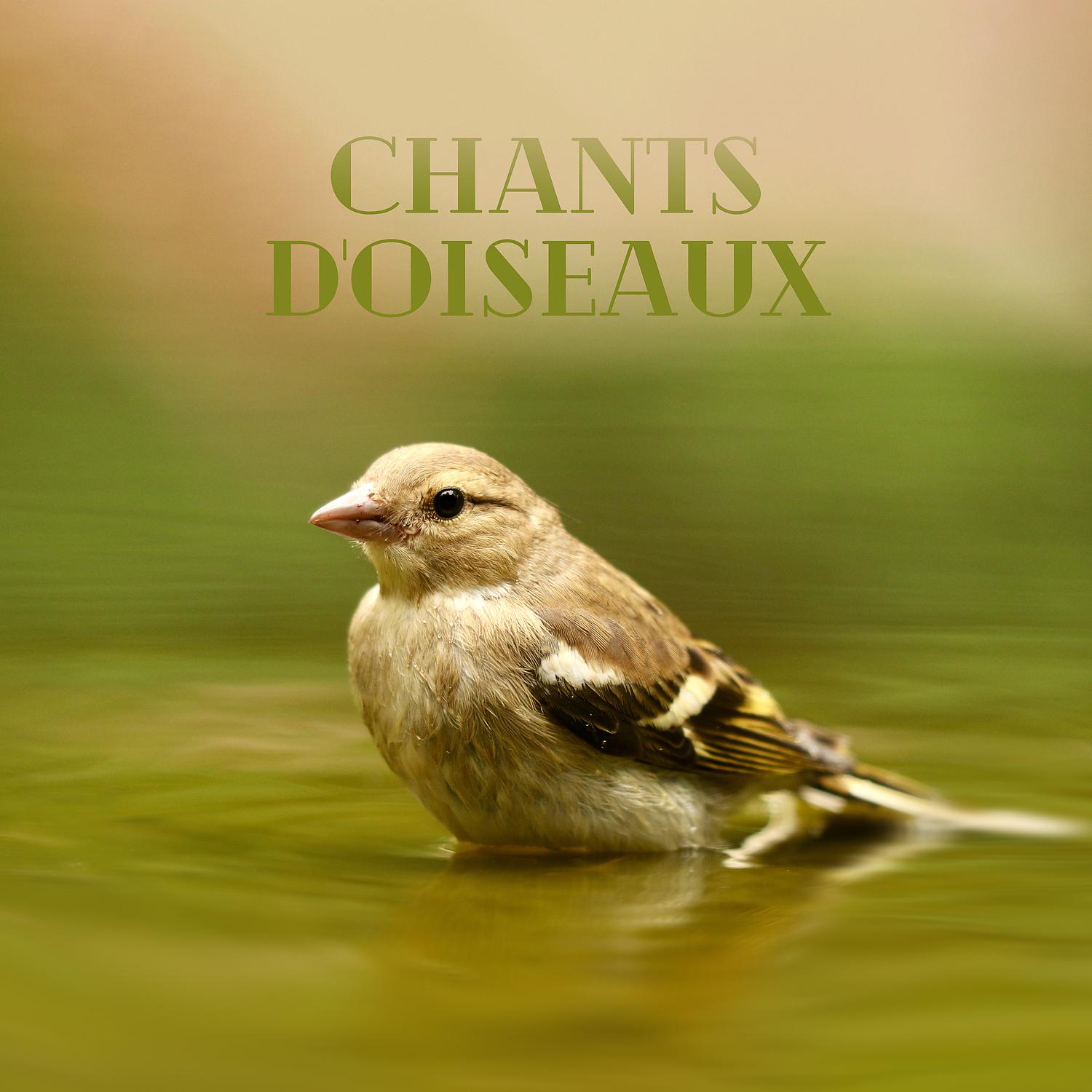 Постер альбома Chants d'oiseaux: Méditation proche de la nature, Moment de détente, De respiration, De régénération et d'équilibre