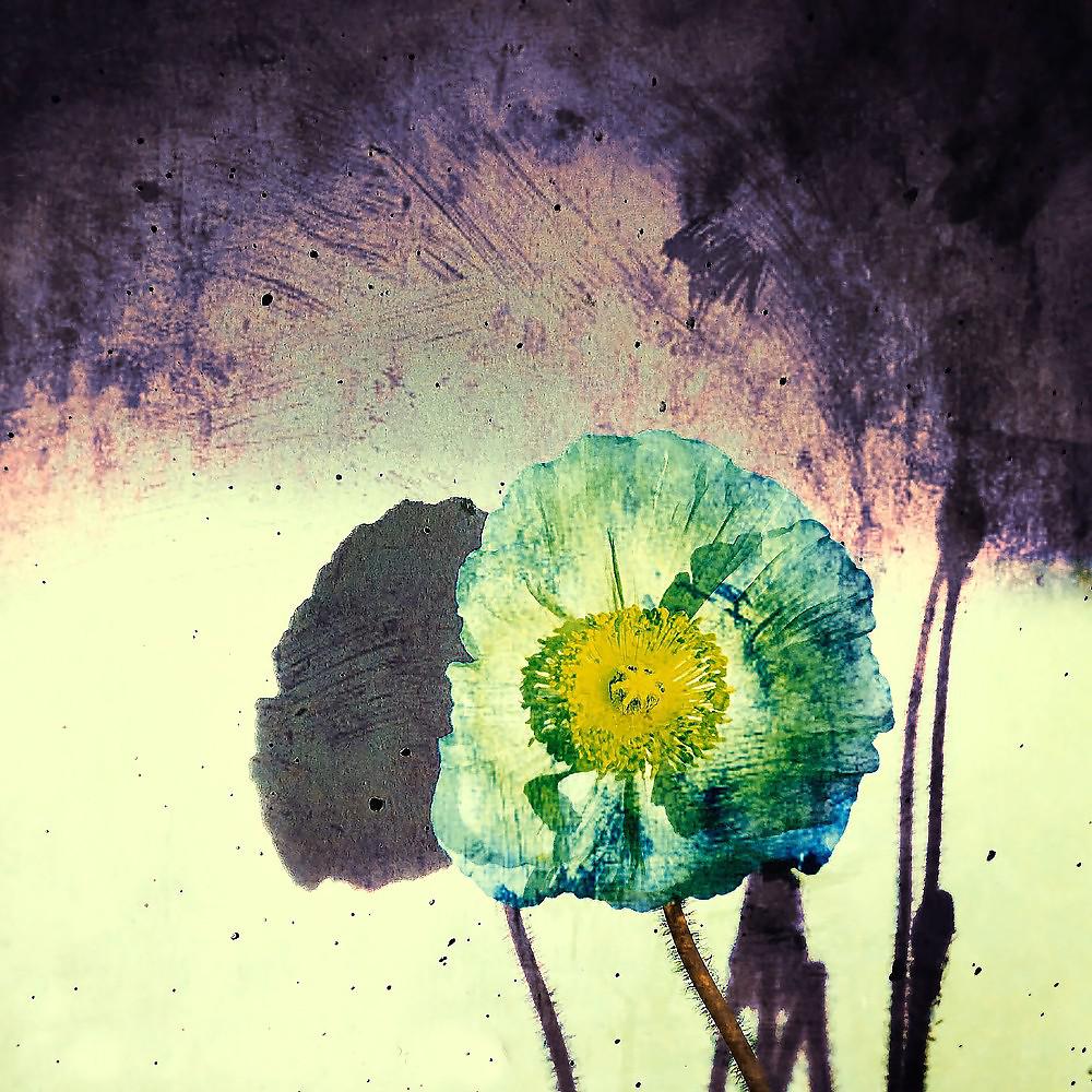 Постер альбома Poppy Thistle Dandelion