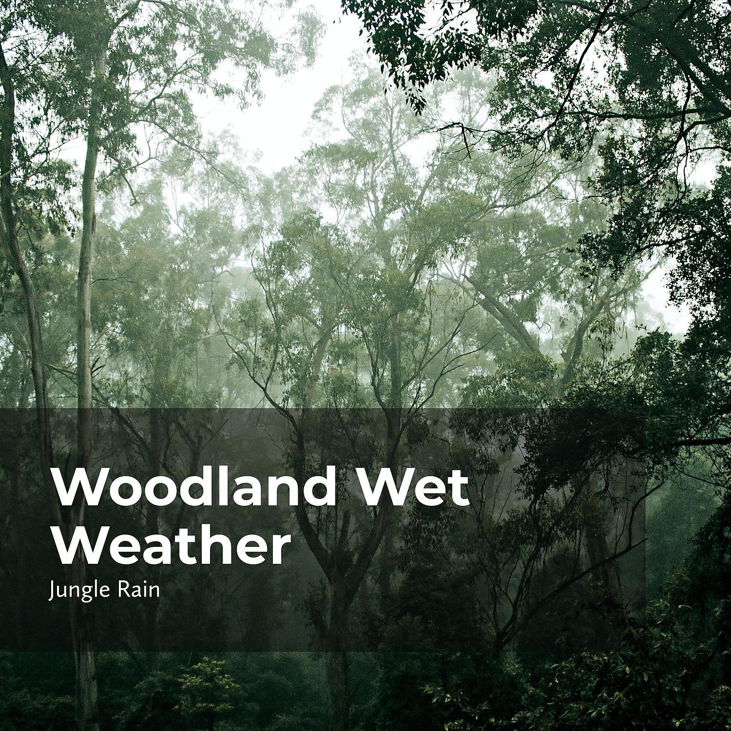 Постер альбома Woodland Wet Weather