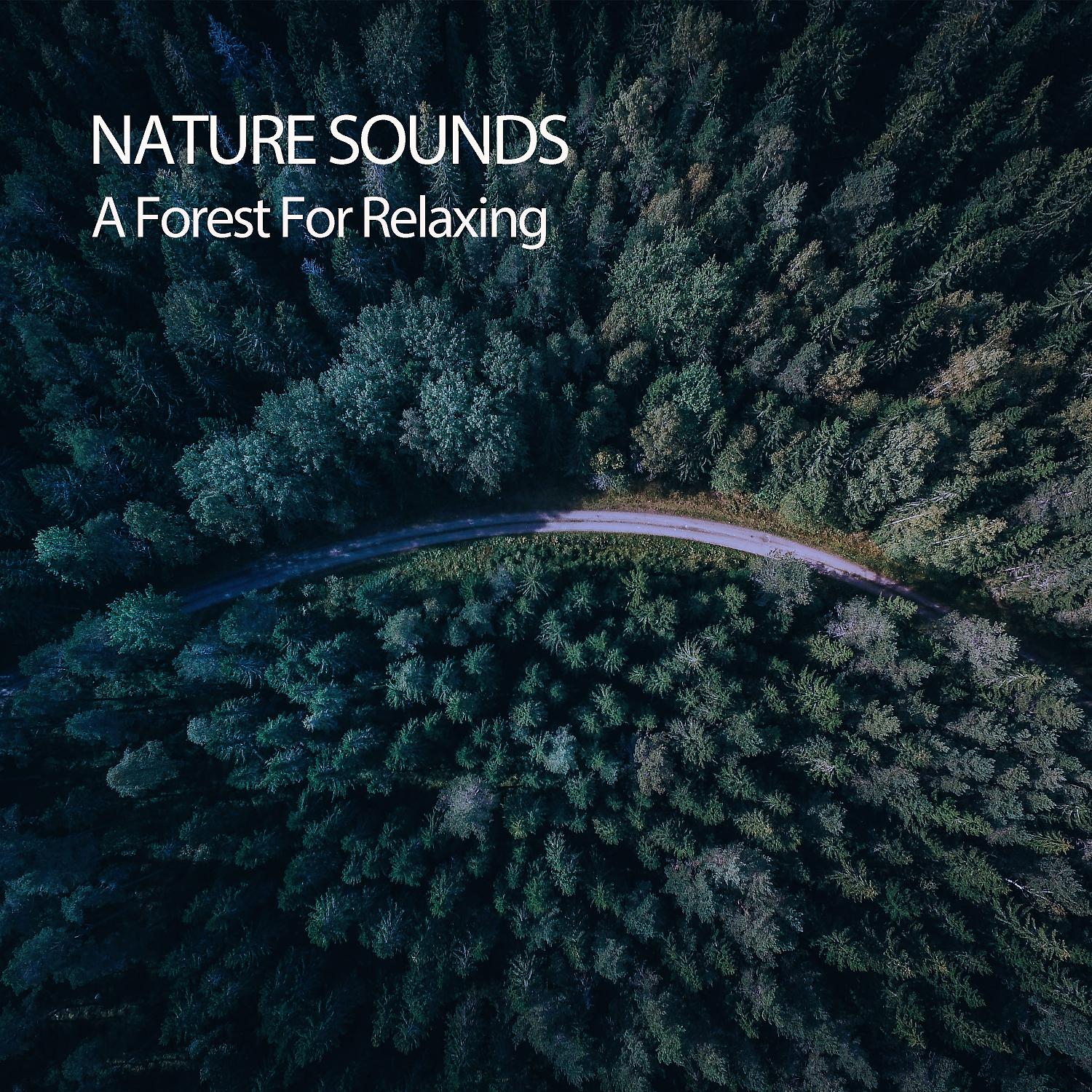 Постер альбома Nature Sounds: A Forest For Relaxing