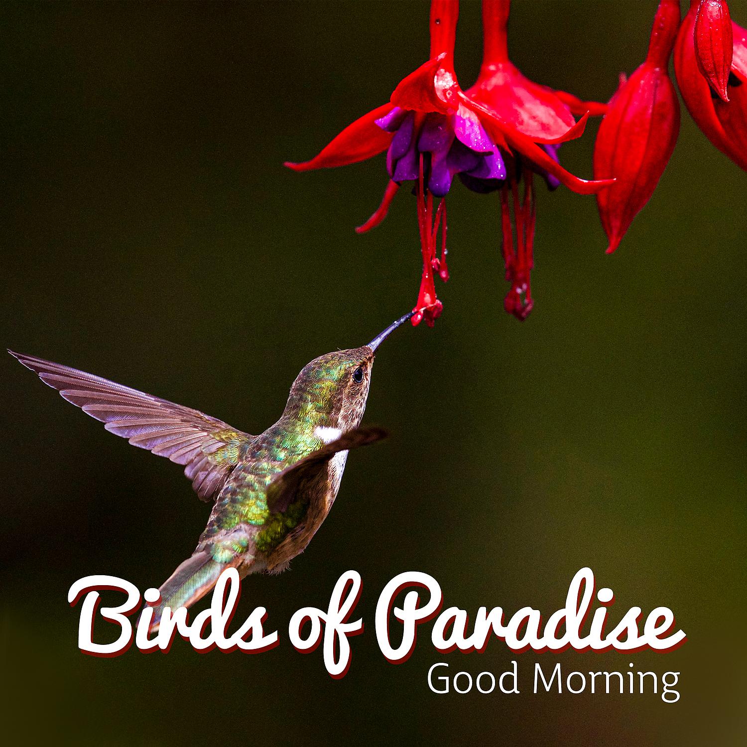 Постер альбома Birds of Paradise: Good Morning - Alarm Clock, Positive Mood, Yoga Near Me, Spiritual Awakening, Mindfulness & Meditation Music