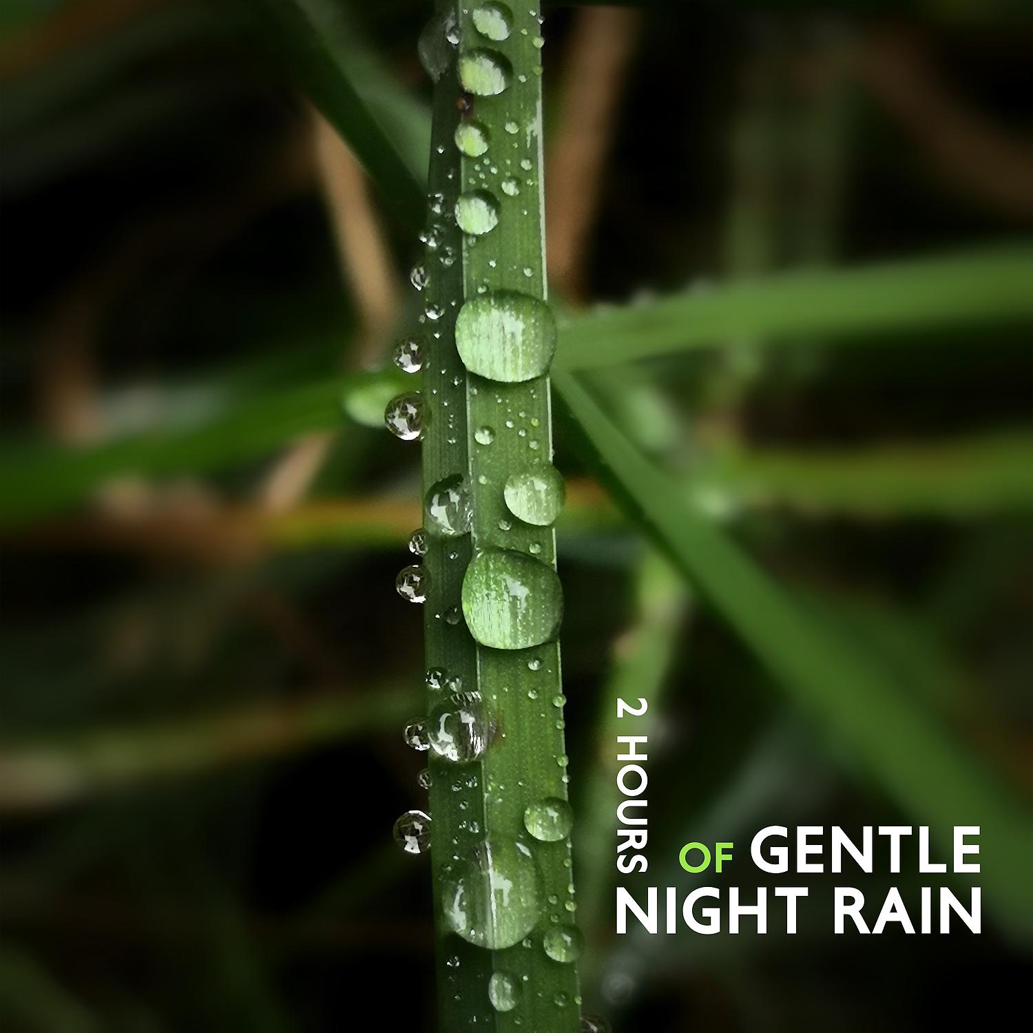 Постер альбома 2 Hours of Gentle Night Rain: Relaxing Sounds for Insomnia, Meditation, Study, Spa & Yoga