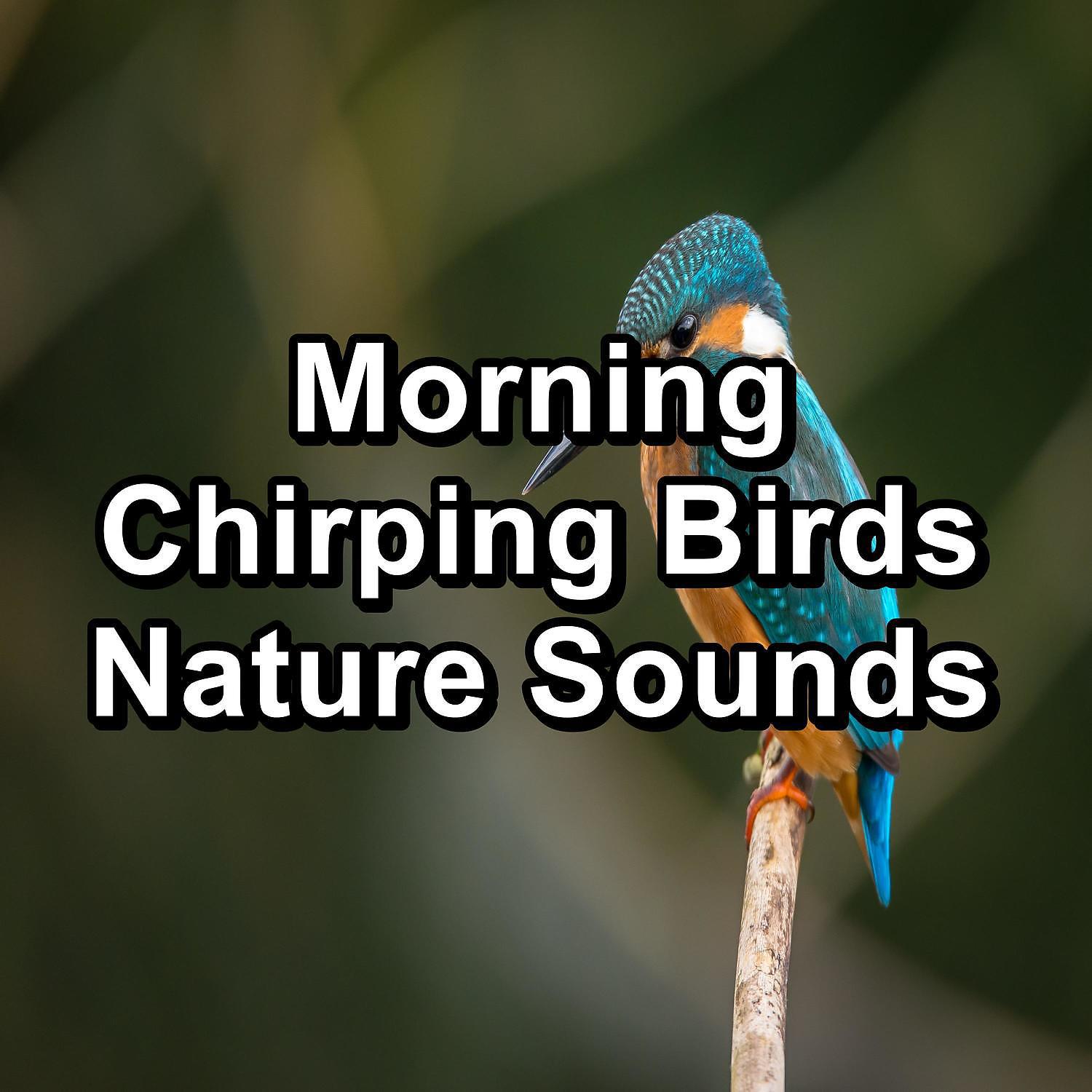 Постер альбома Morning Chirping Birds Nature Sounds
