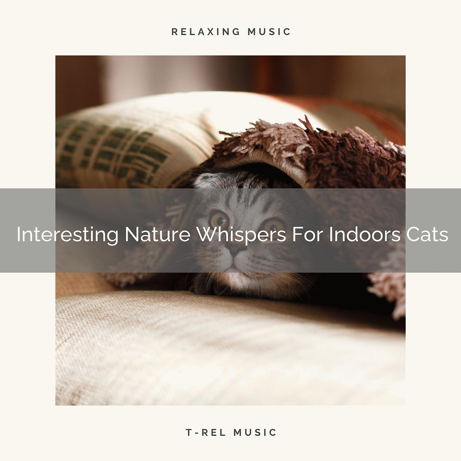 Постер альбома Interesting Nature Whispers For Indoors Cats