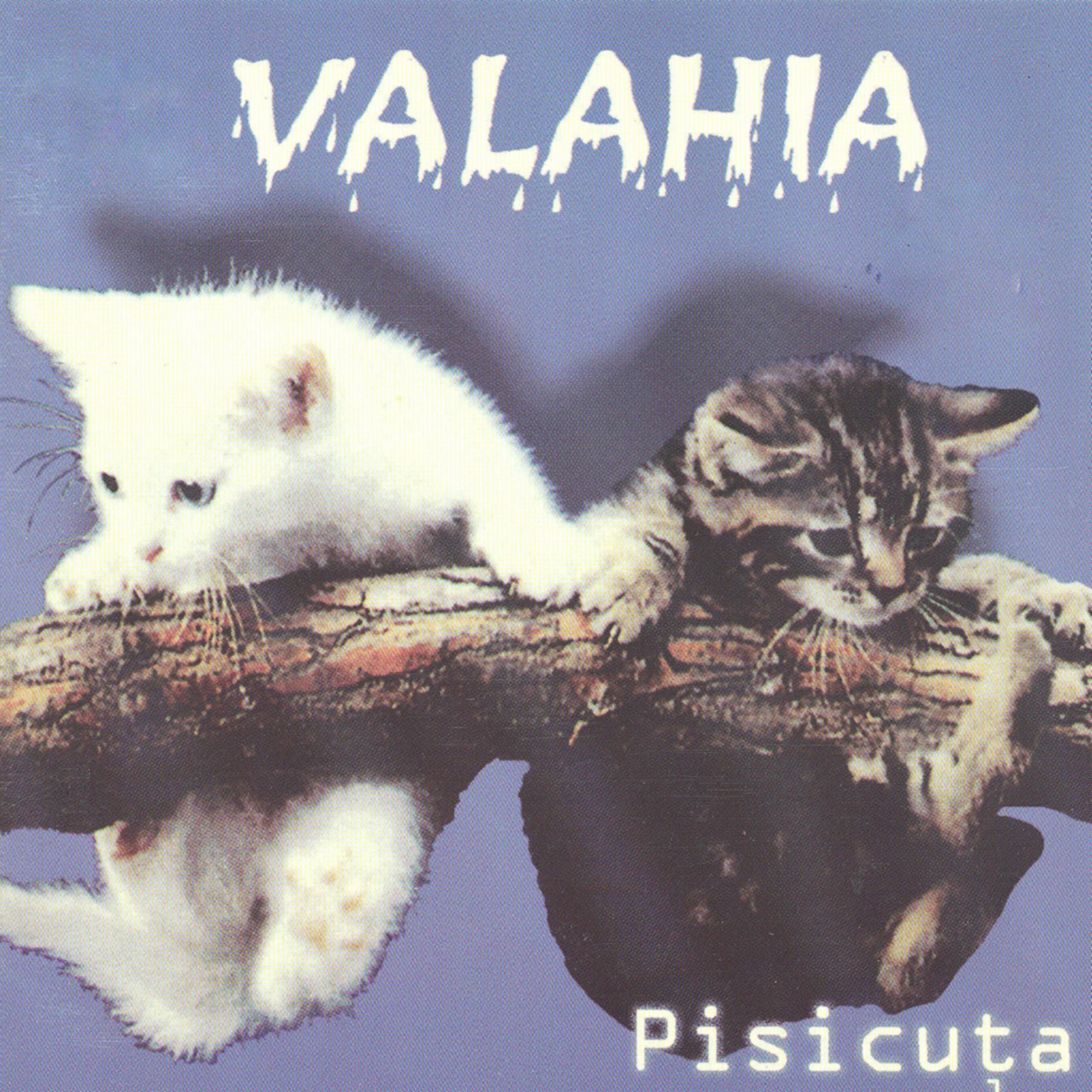 Постер альбома Pisicuta