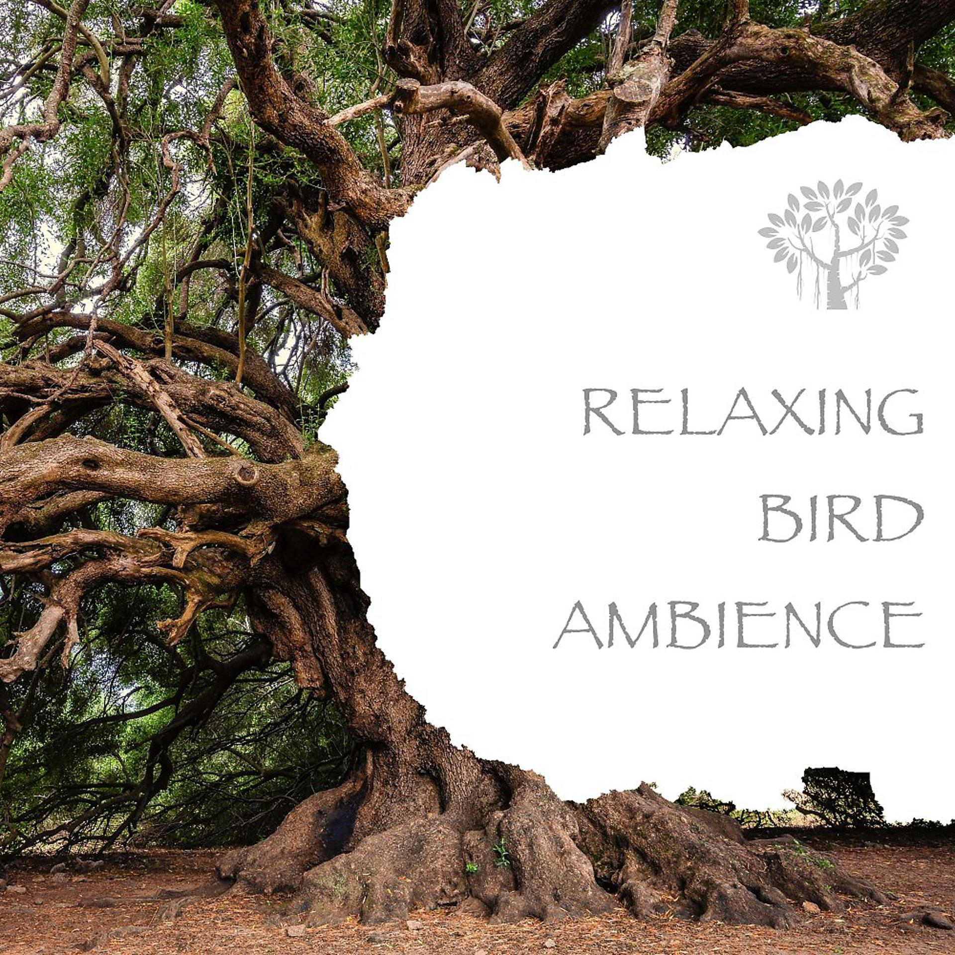 Постер альбома Relaxing Bird Ambience