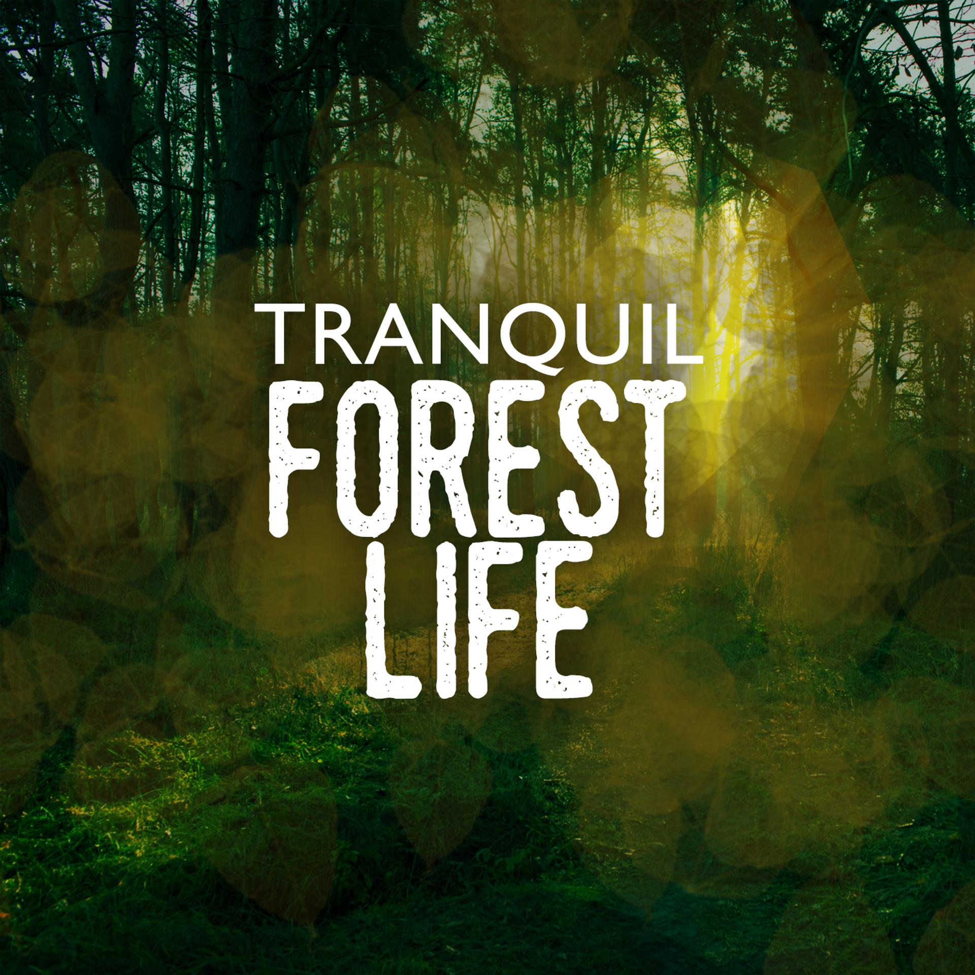 Постер альбома Tranquil Forest Life