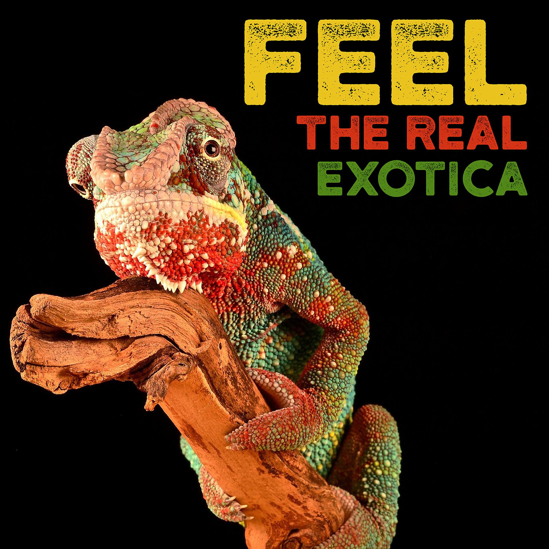 Постер альбома Feel the Real Exotica - Tropical Jungle, Rainforest, Wild Animals