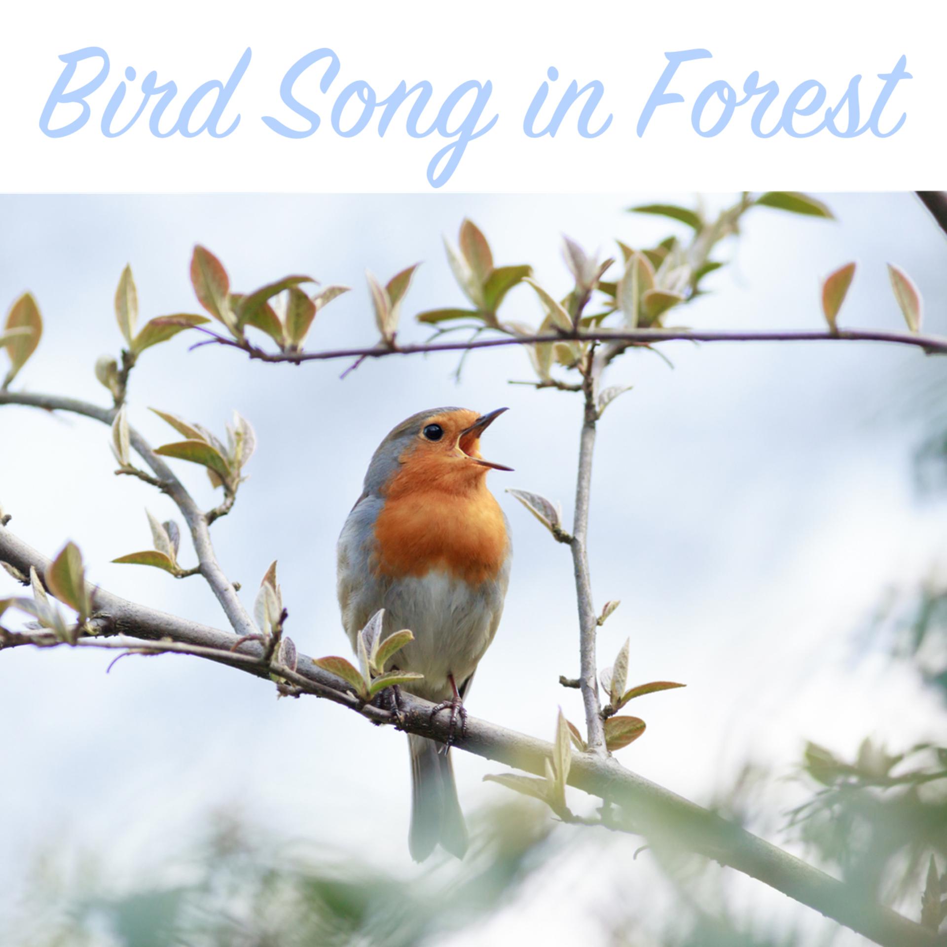 Будут птицы песни петь