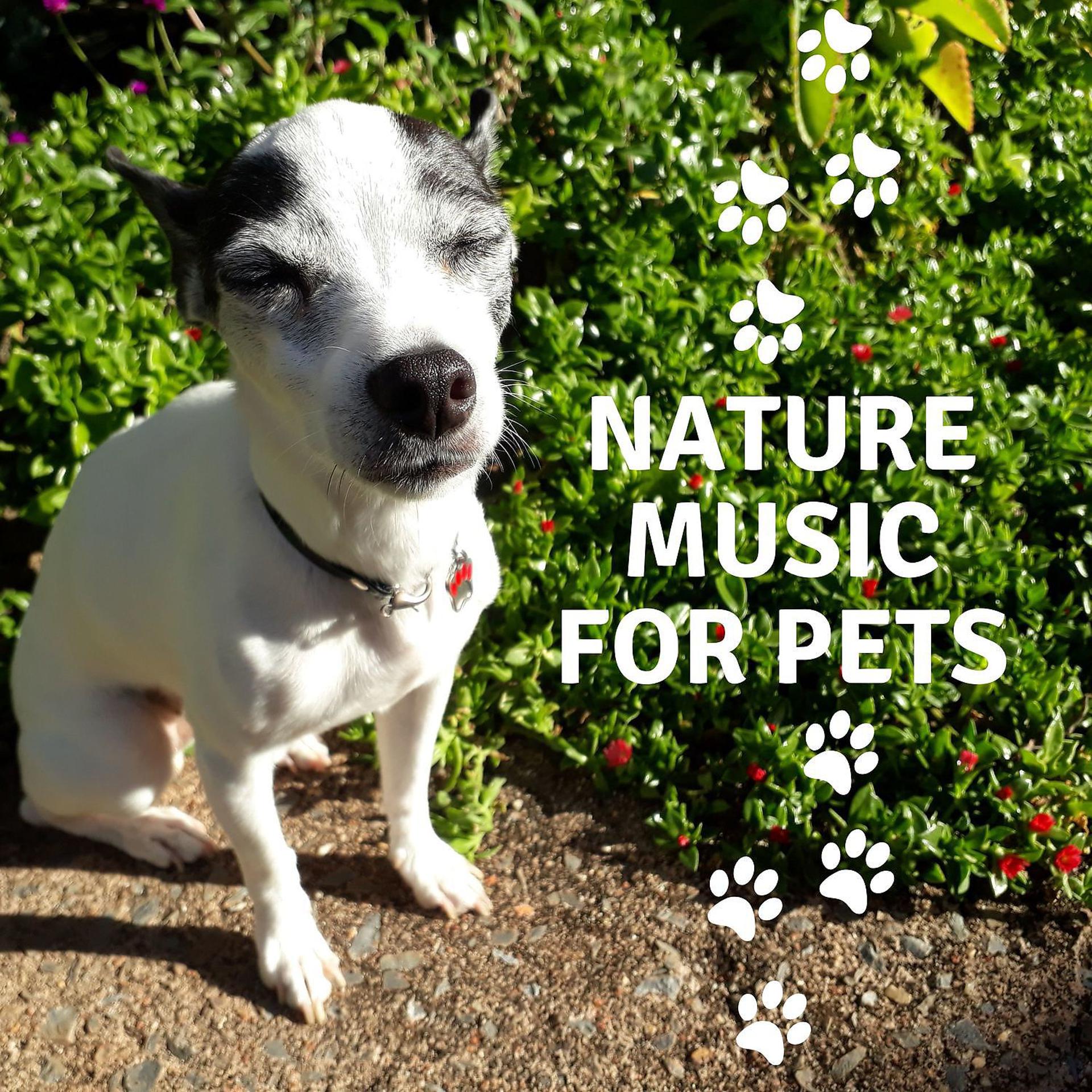 Постер альбома Nature Music for Pets: Birds, Water Sounds, Forest, Wind