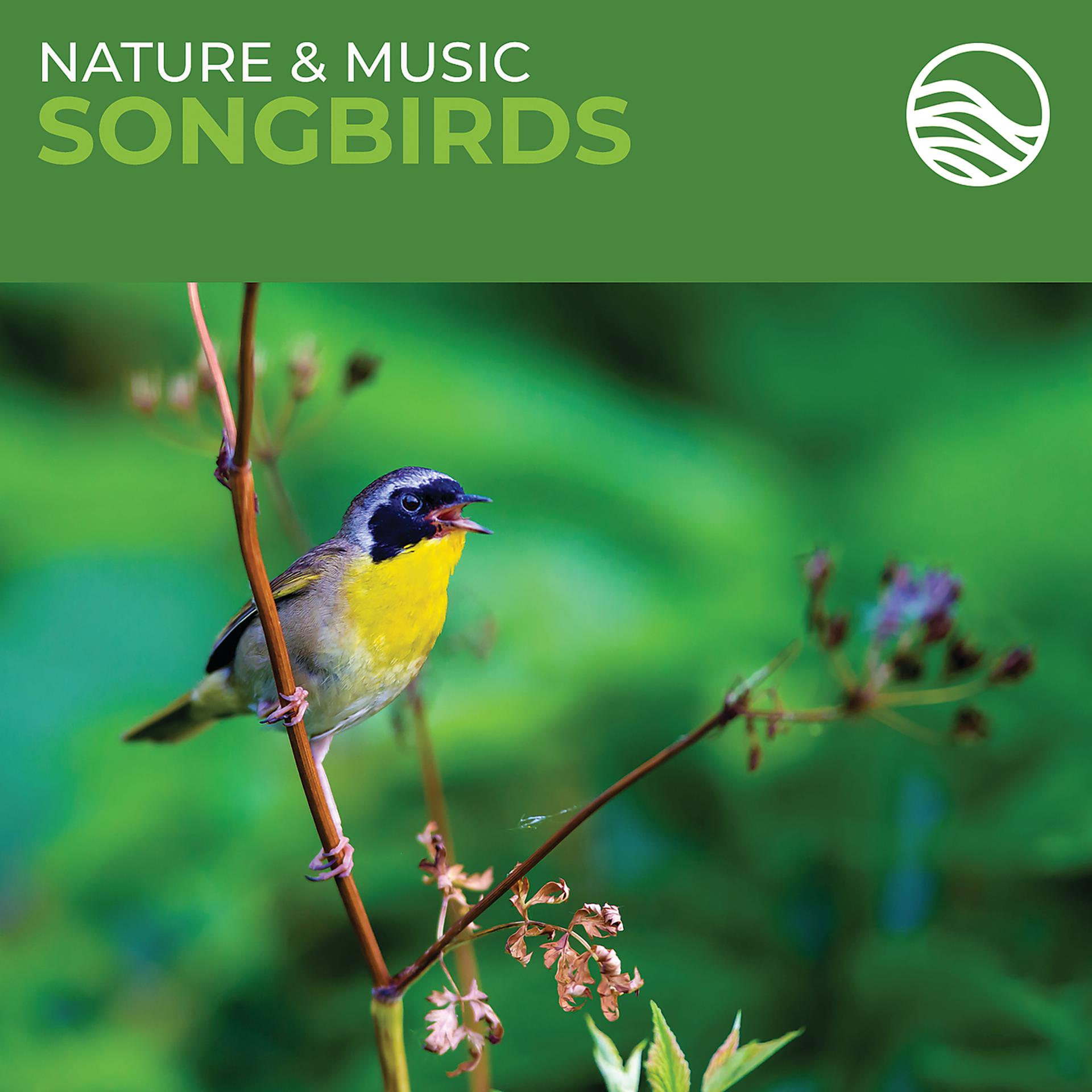 Постер альбома Nature & Music: Songbirds