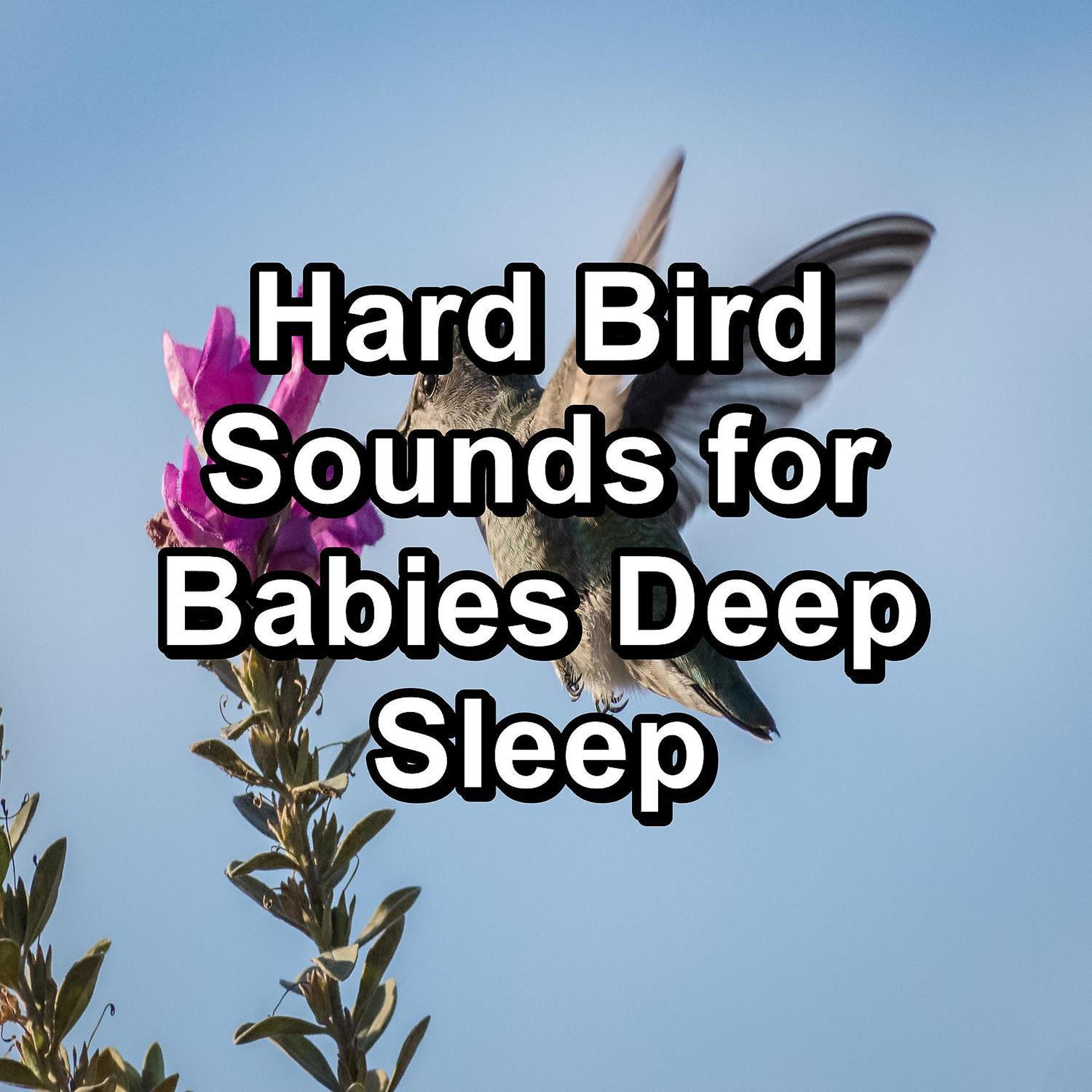 Постер альбома Hard Bird Sounds for Babies Deep Sleep