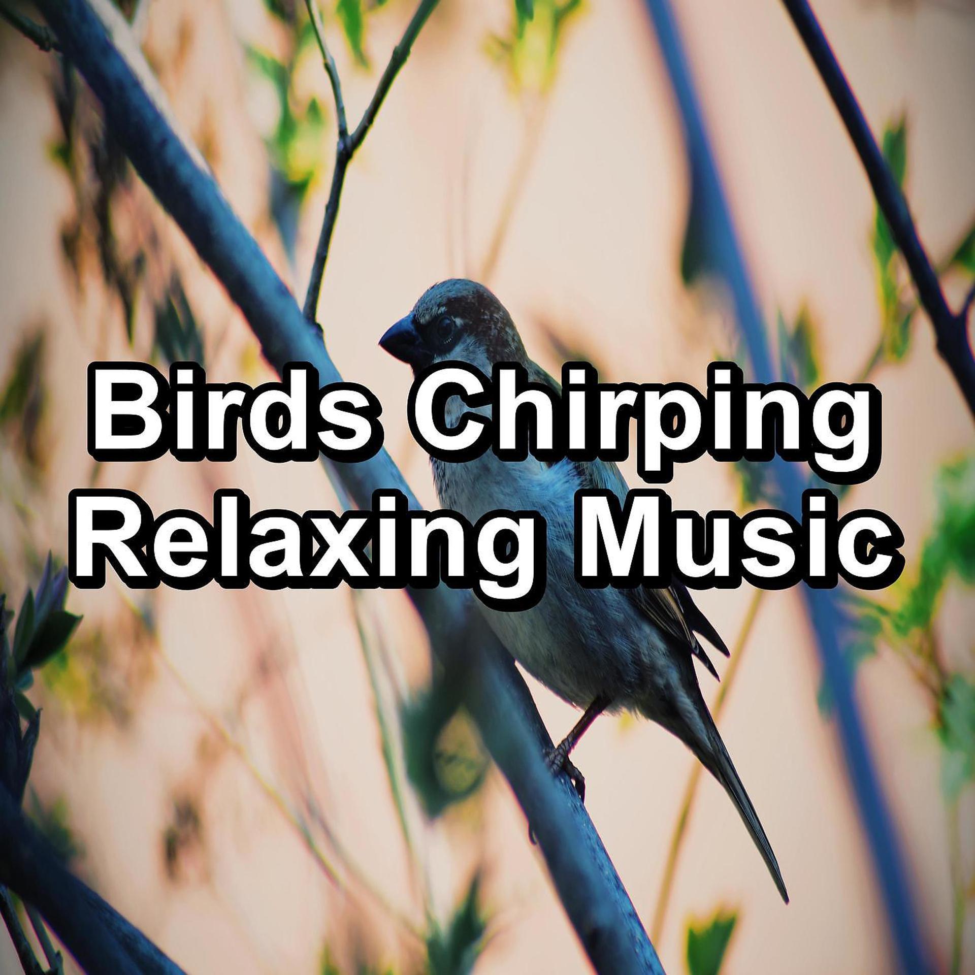 Постер альбома Birds Chirping  Relaxing Music