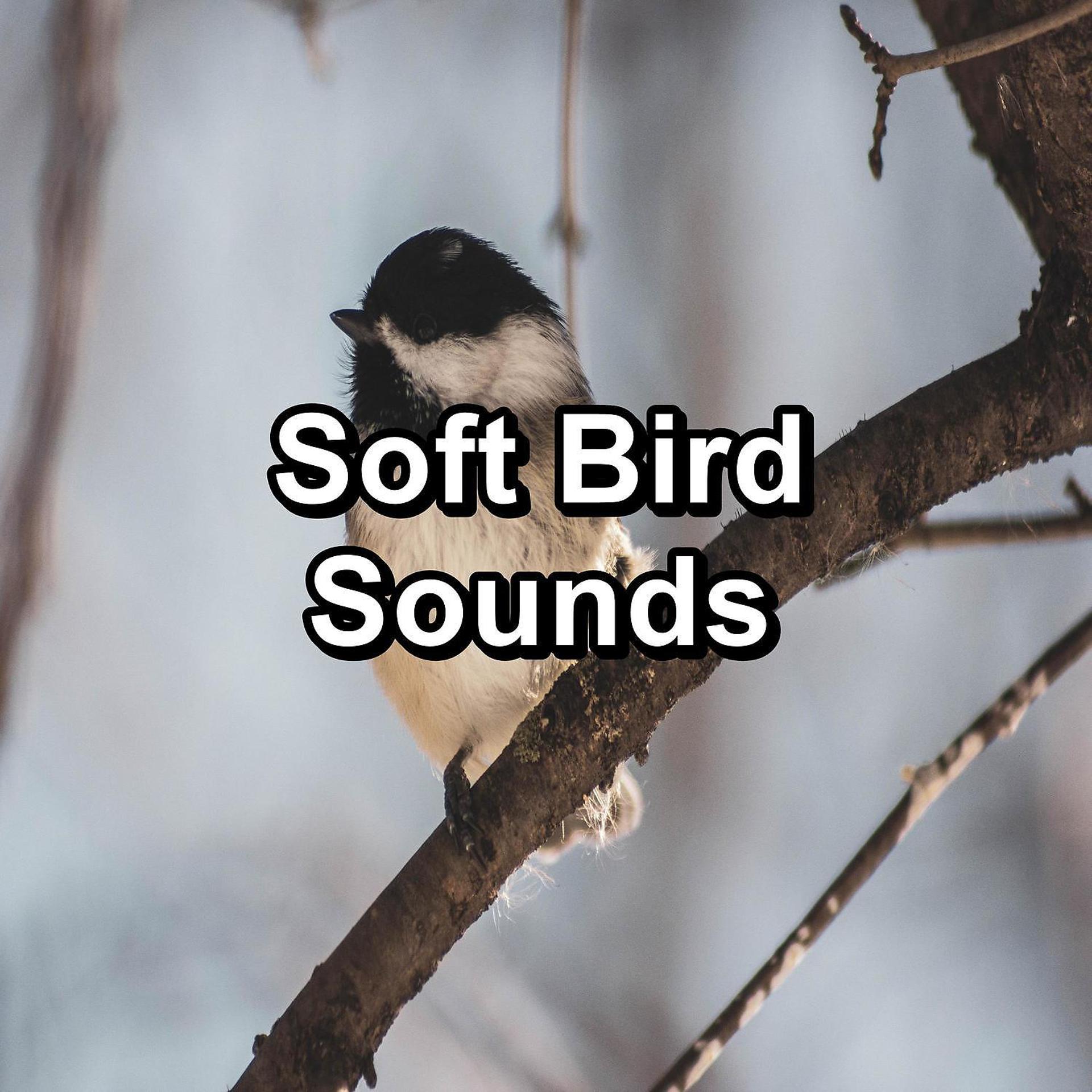 Постер альбома Soft Bird Sounds