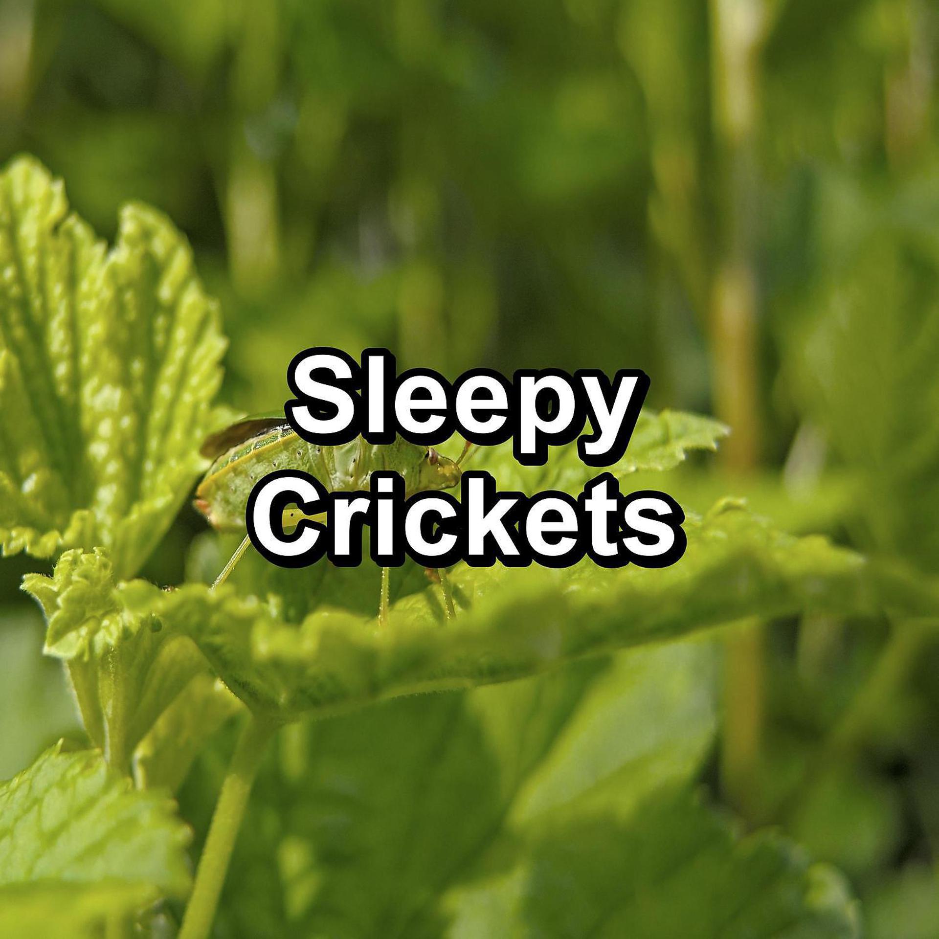 Постер альбома Sleepy Crickets