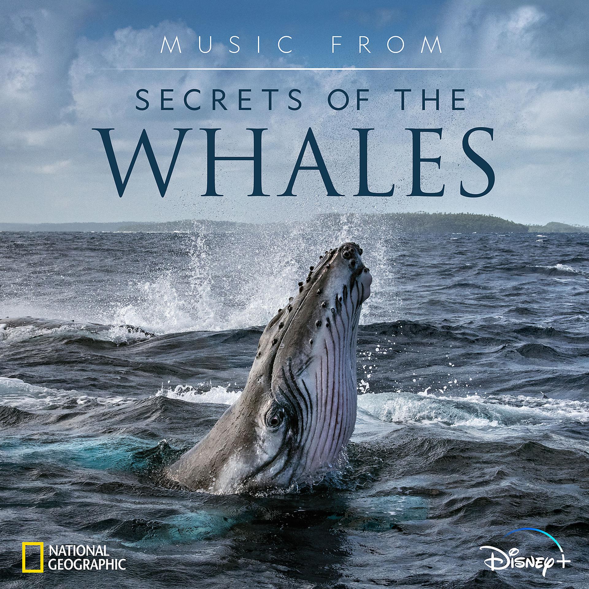 Постер альбома Music from Secrets of the Whales