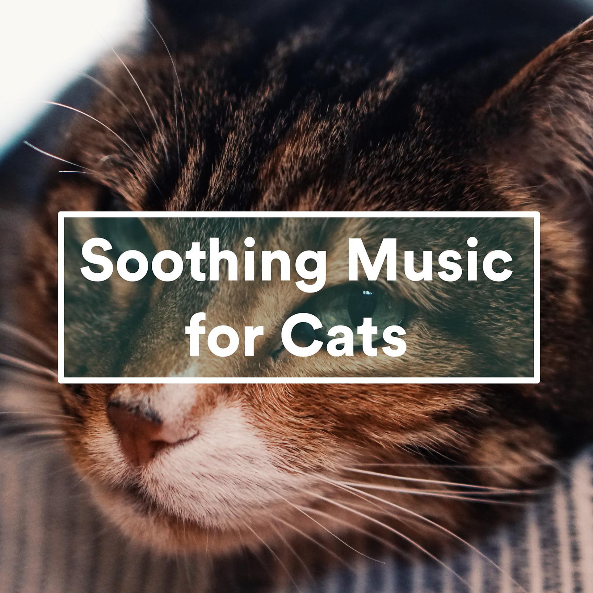 Постер альбома Soothing Music for Cats