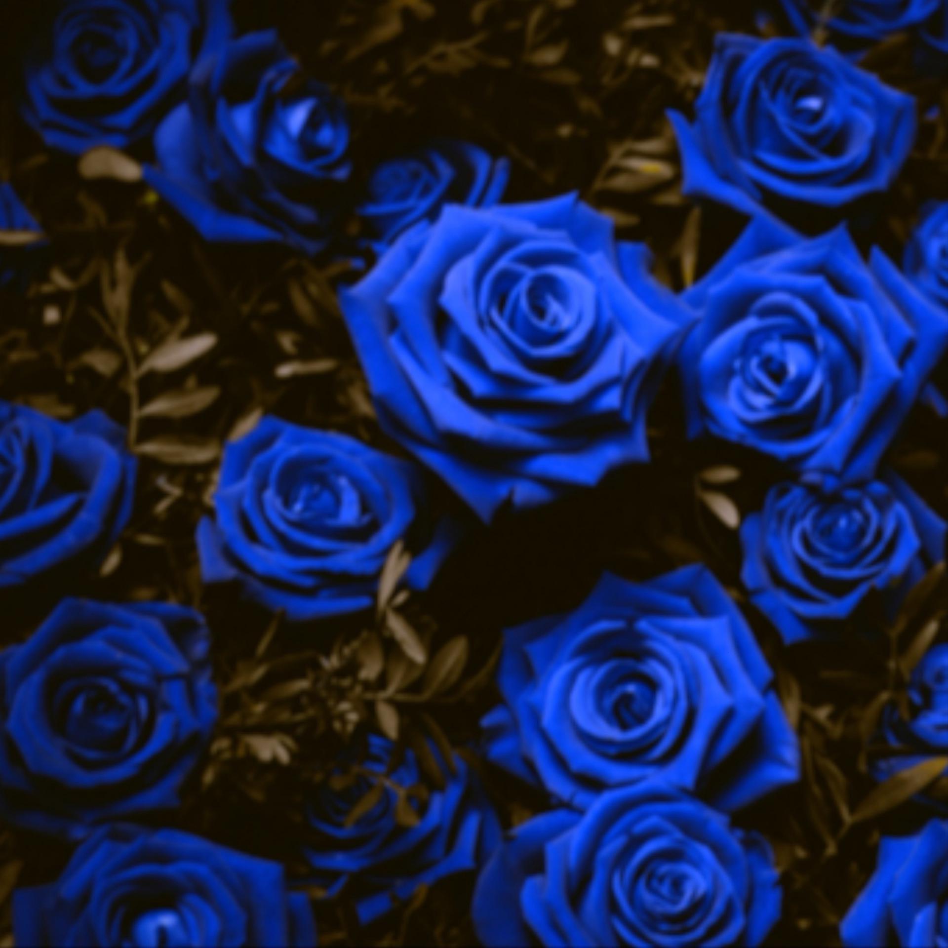 Постер альбома Blue Roses (feat. Bre.Ish)