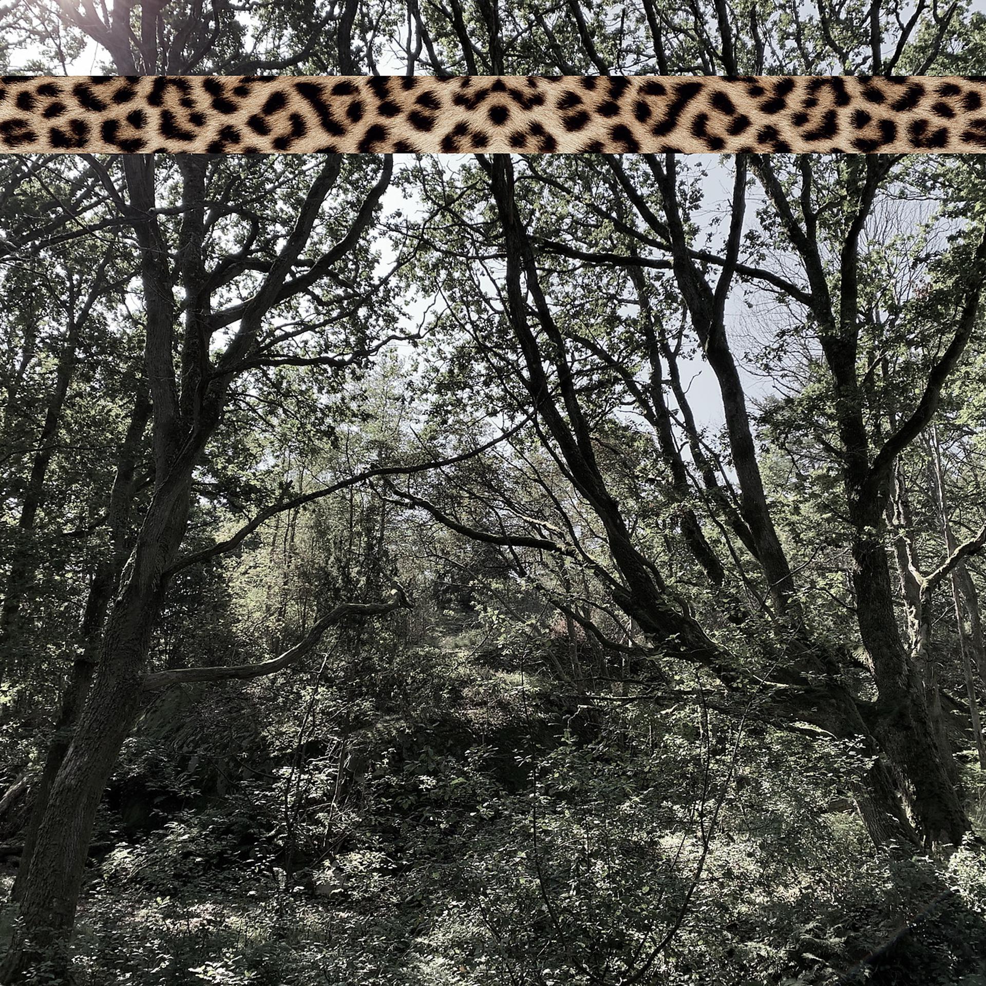 Постер альбома Leopard Tape 004