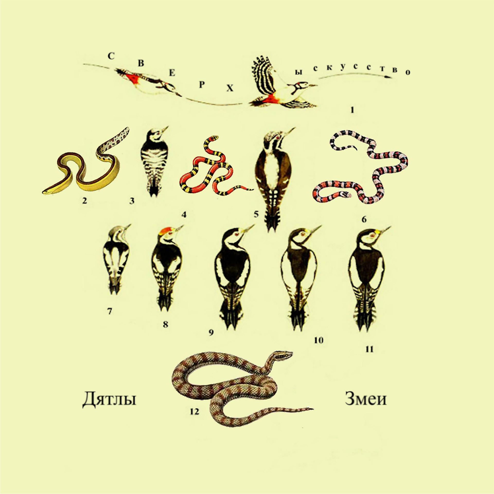 Постер альбома Дятлы змеи