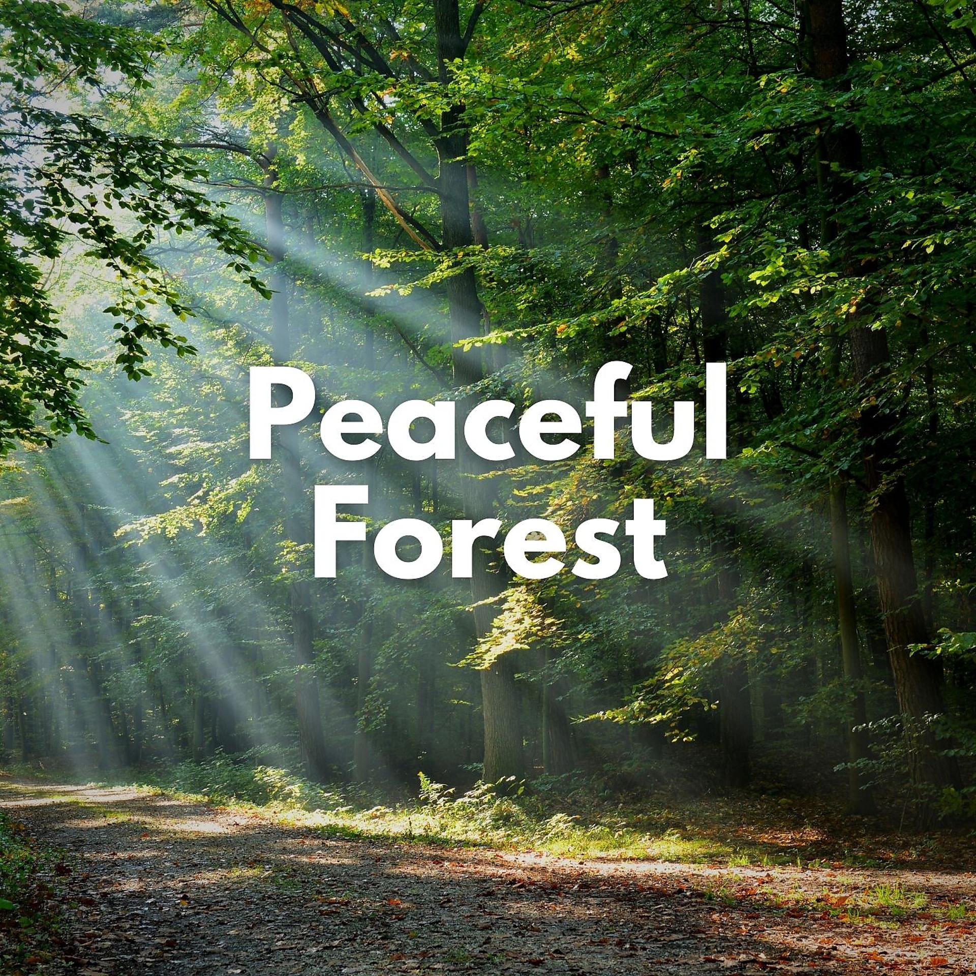 Постер альбома Peaceful Forest