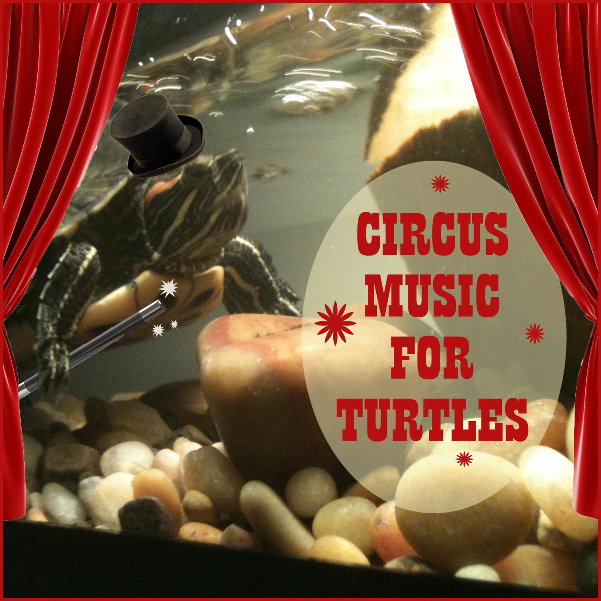 Постер альбома Circus Music for Turtles