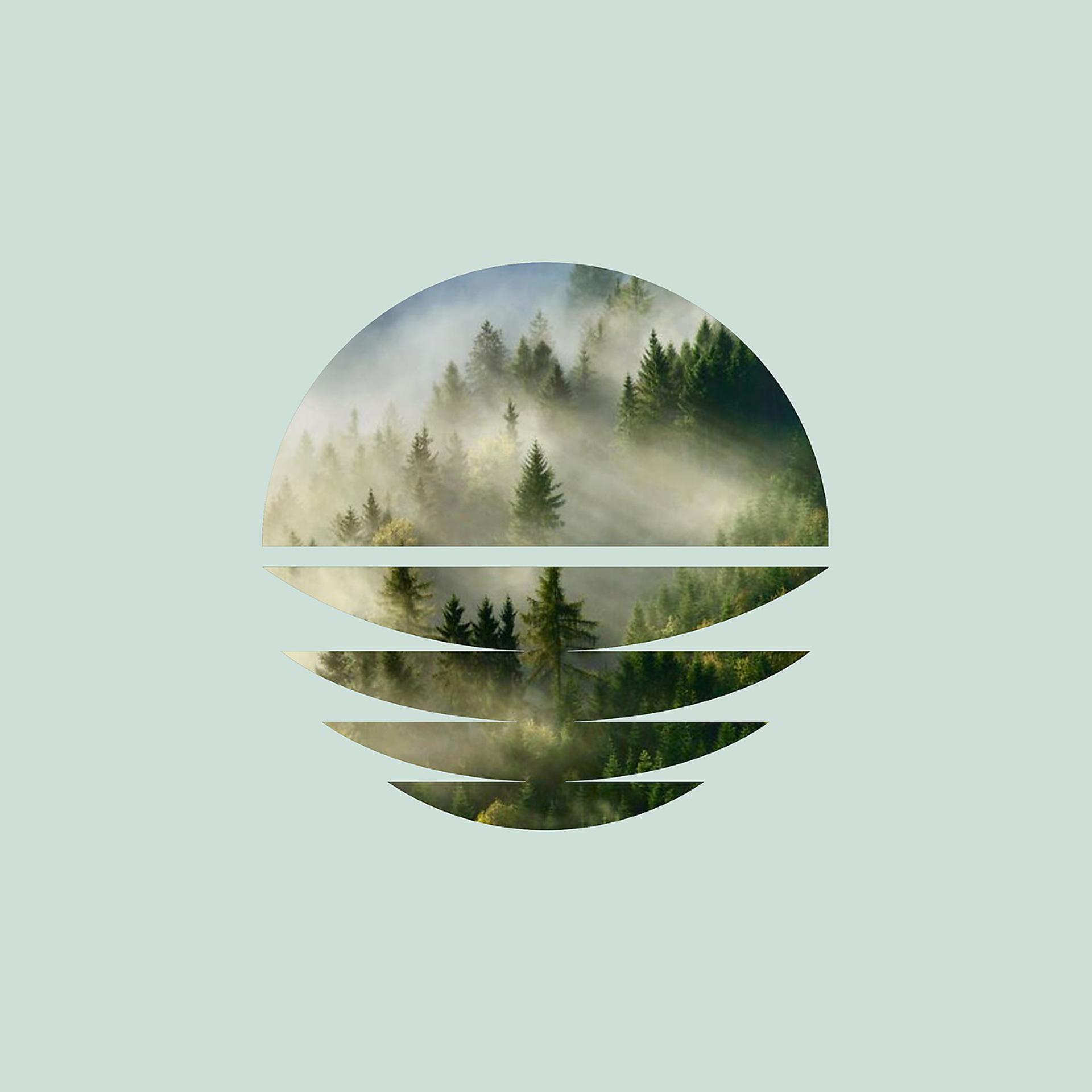 Постер альбома Pine Forest Rain