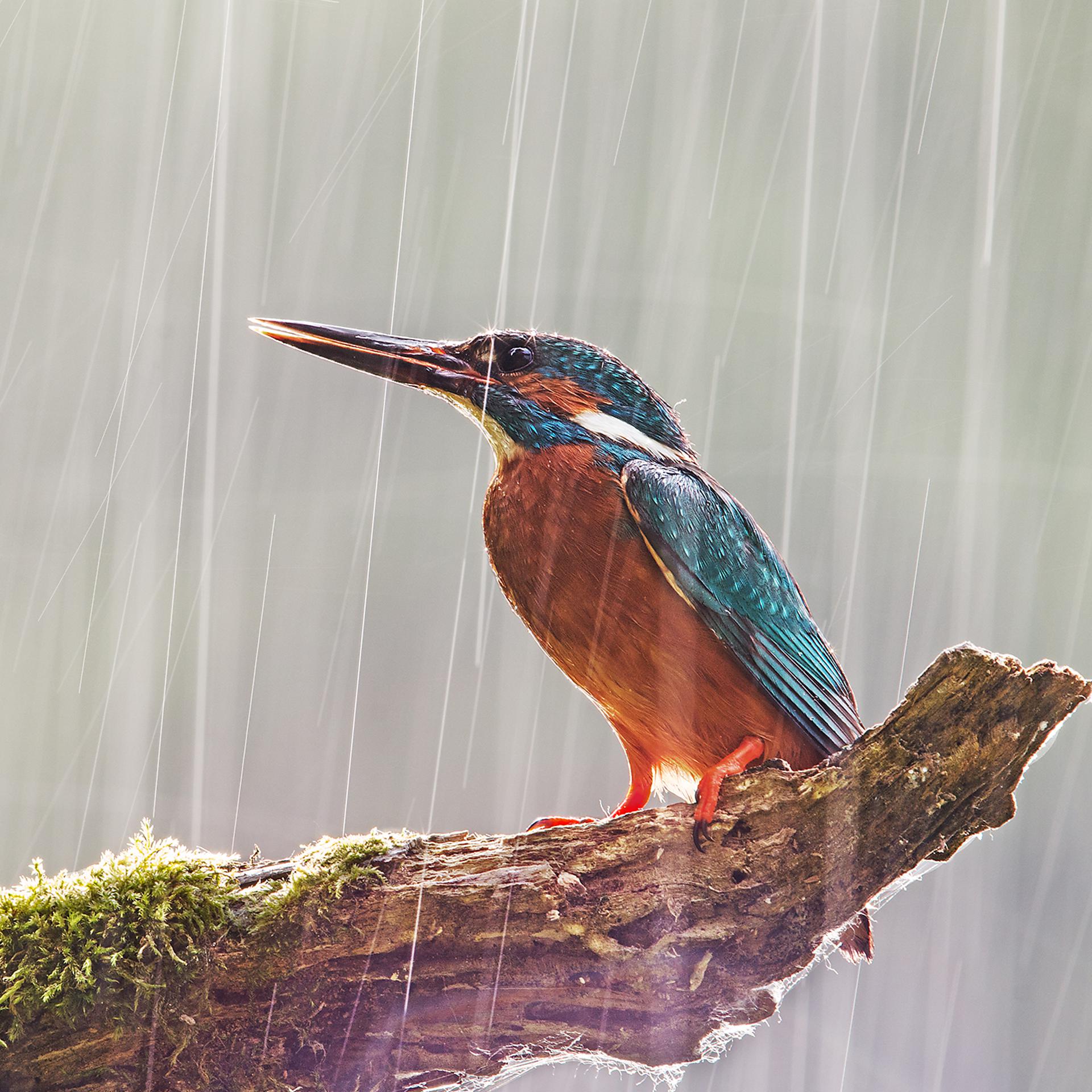 Постер альбома Звуки дождя и птиц. Звуки природы. Для отдыха