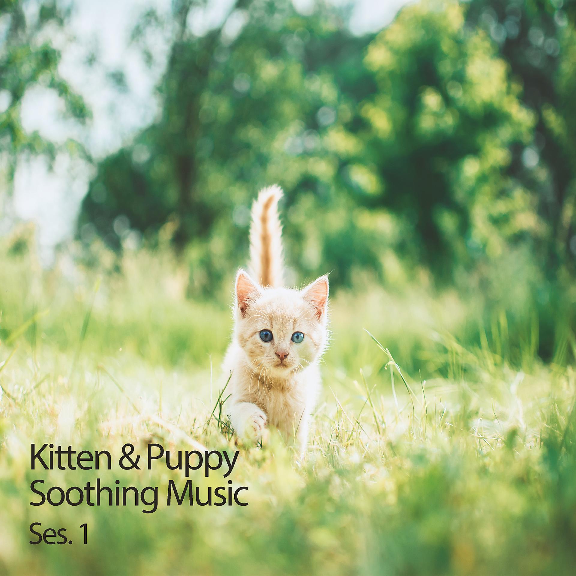 Постер альбома Kitten & Puppy Soothing Music Ses. 1