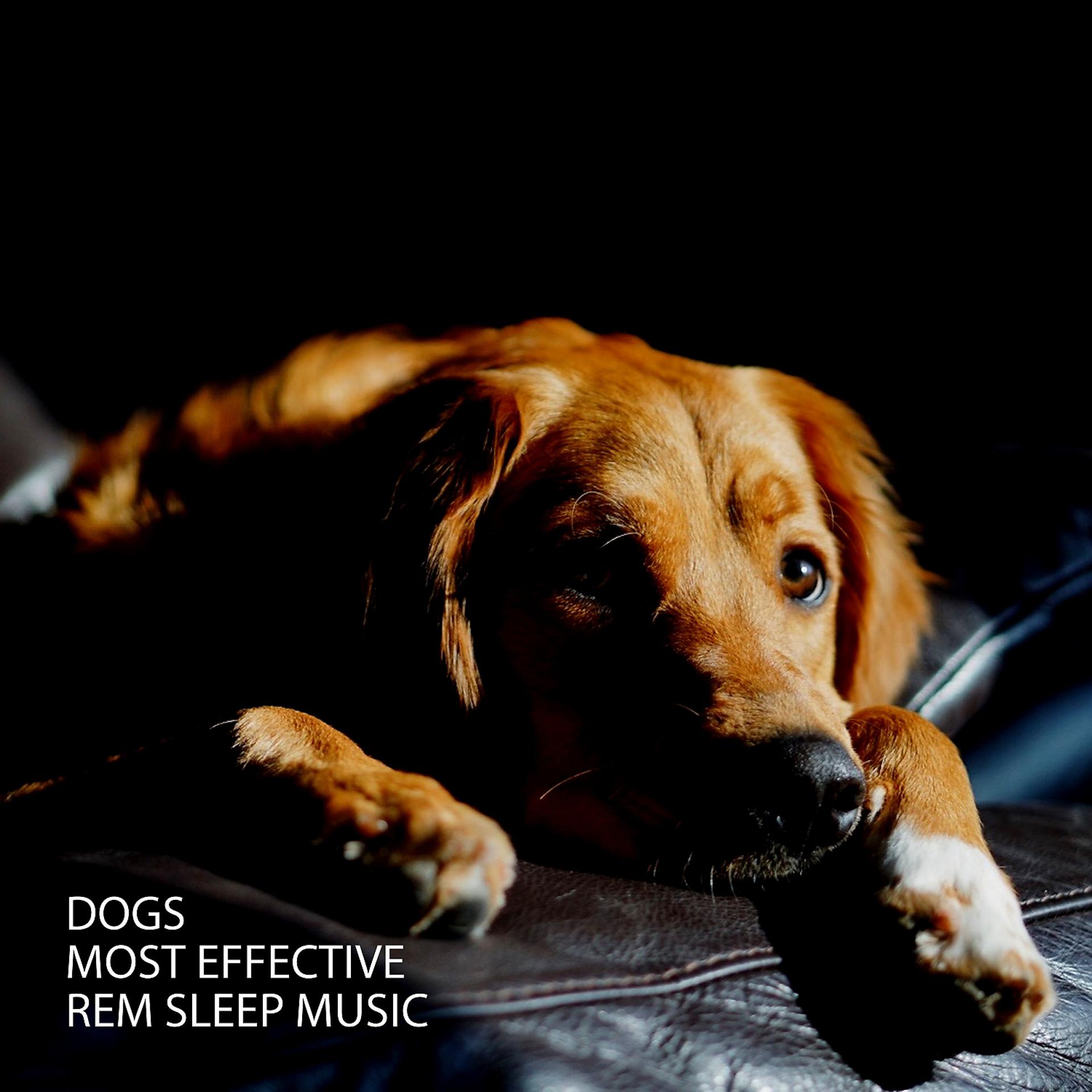 Постер альбома Dogs: Most Effective Rem Sleep Music