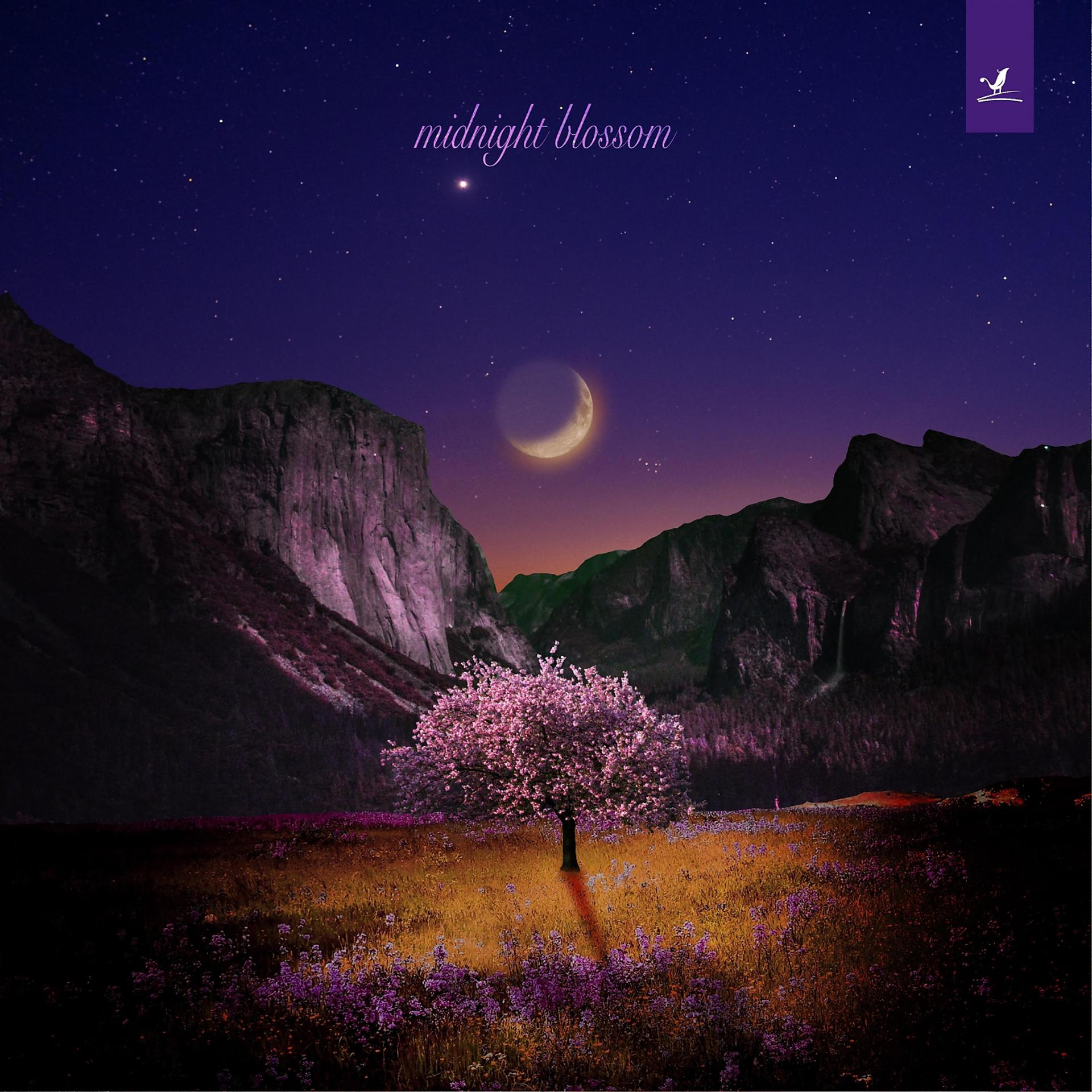 Постер альбома Midnight Blossom