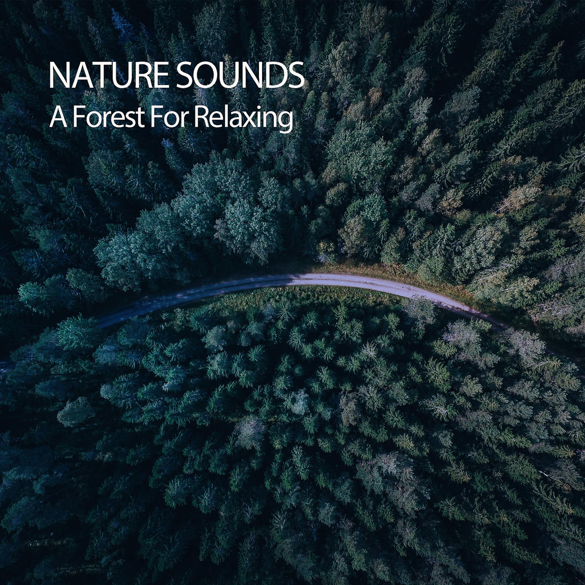 Постер альбома Nature Sounds: A Forest For Relaxing