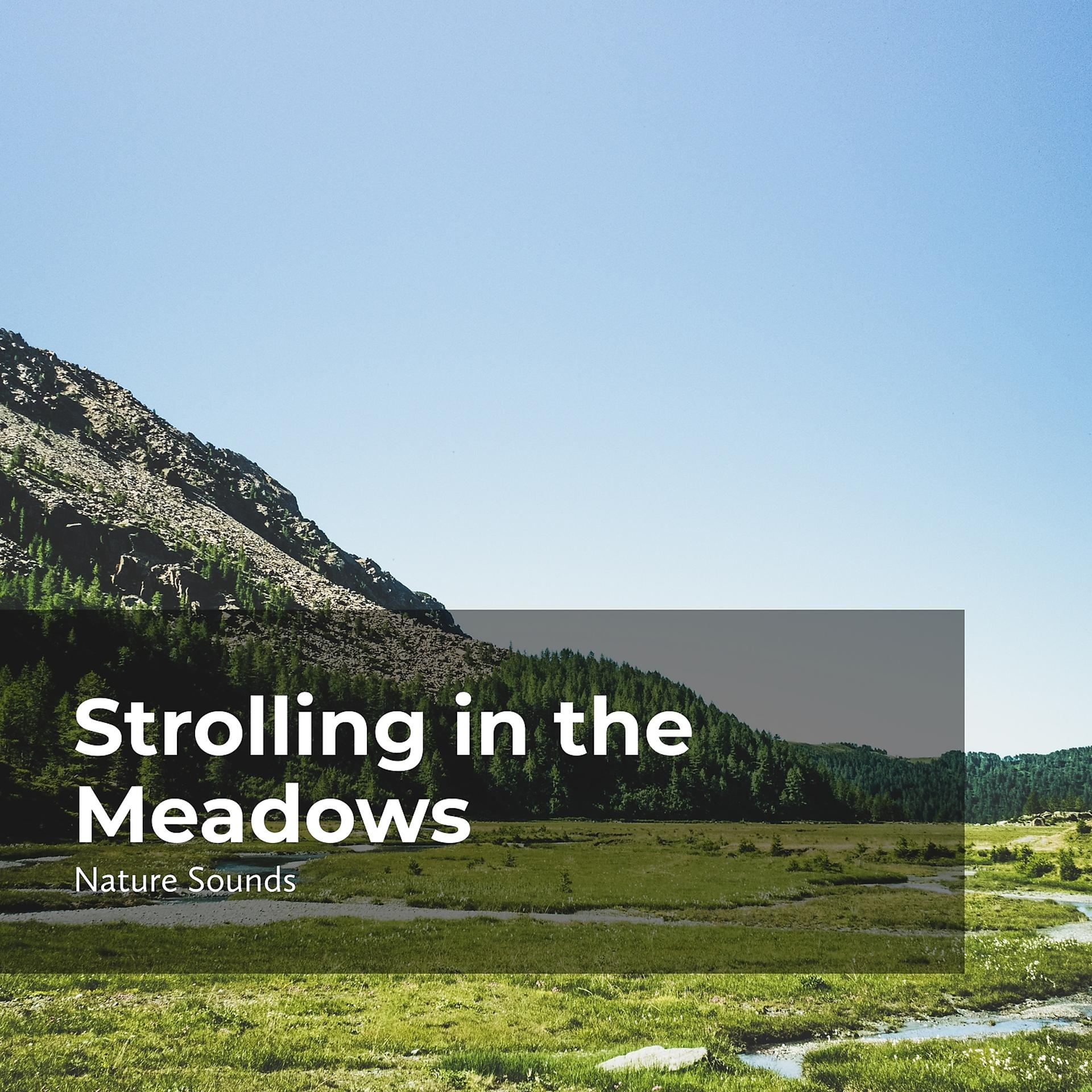 Постер альбома Strolling in the Meadows