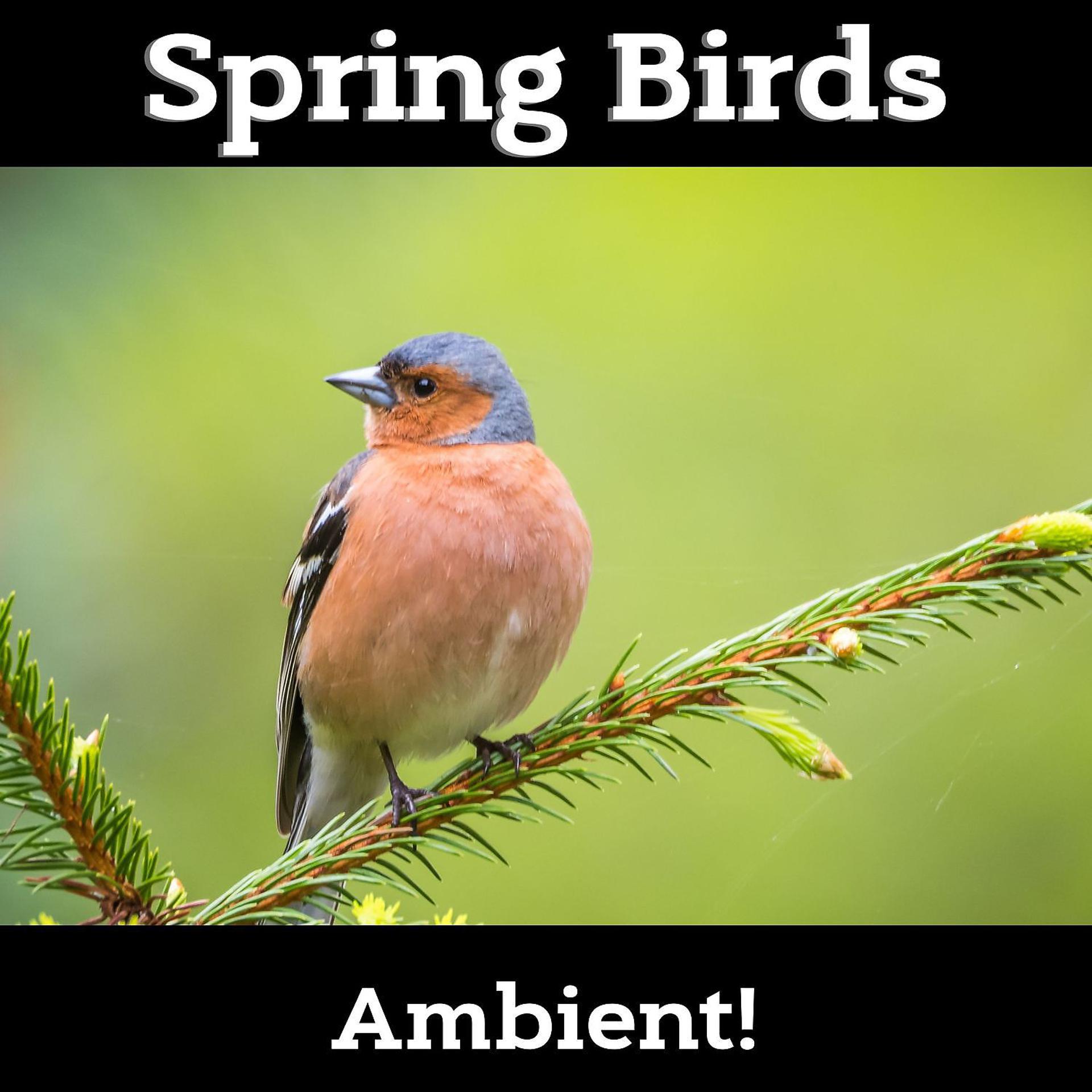 Постер альбома Spring Birds and Relaxing Nature - 30 Amazing Melodies