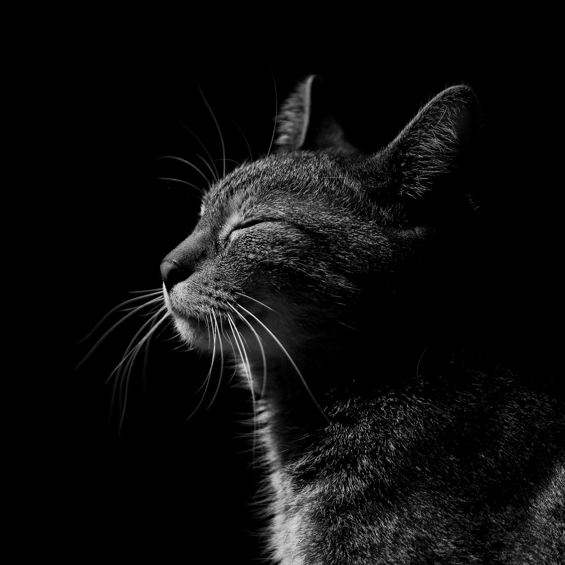 Постер альбома Мяуканье котят Kittens meowing новых хит для видео танцевальный мур мяу кот