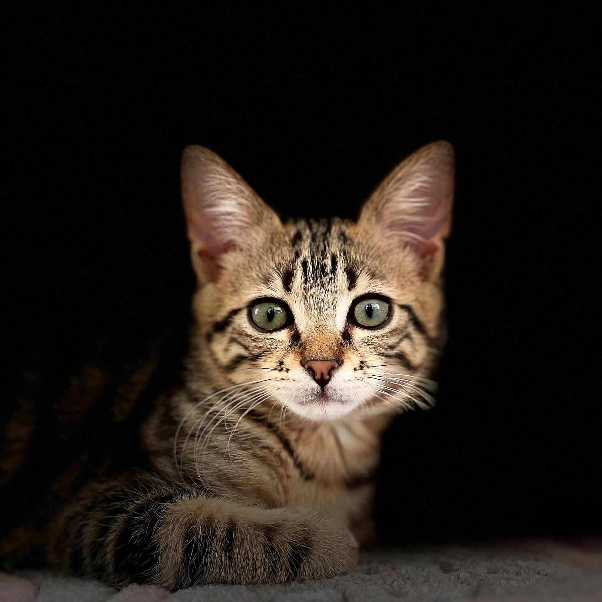 Постер альбома Мяуканье котят kittens meowing Trap cat