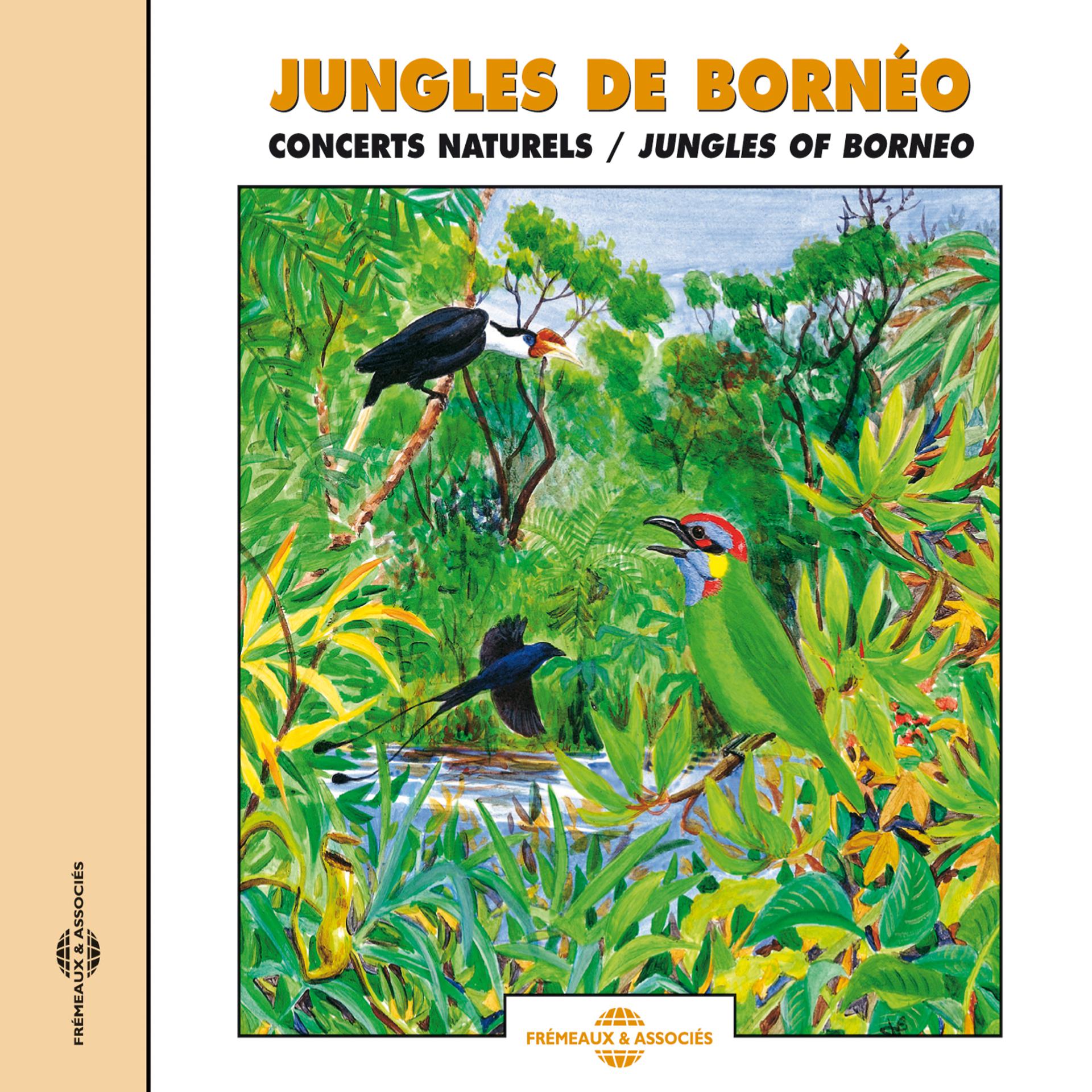 Постер альбома Jungles Of Borneo