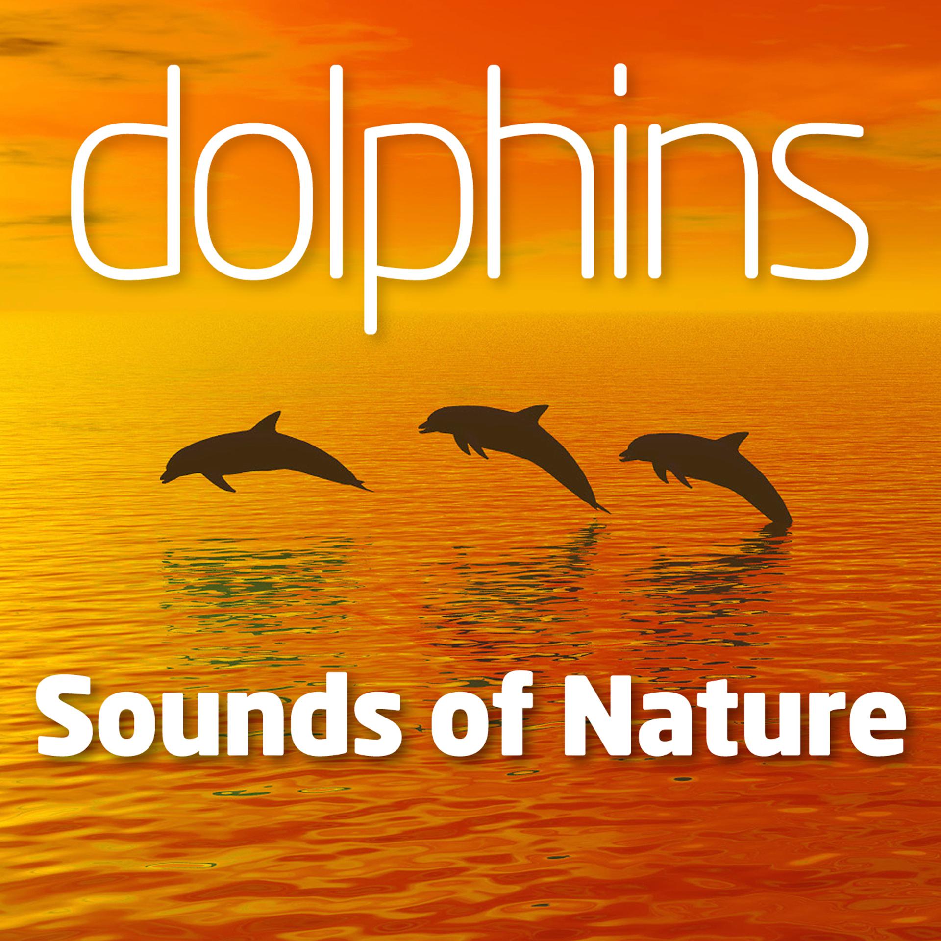 Постер альбома Dolphins