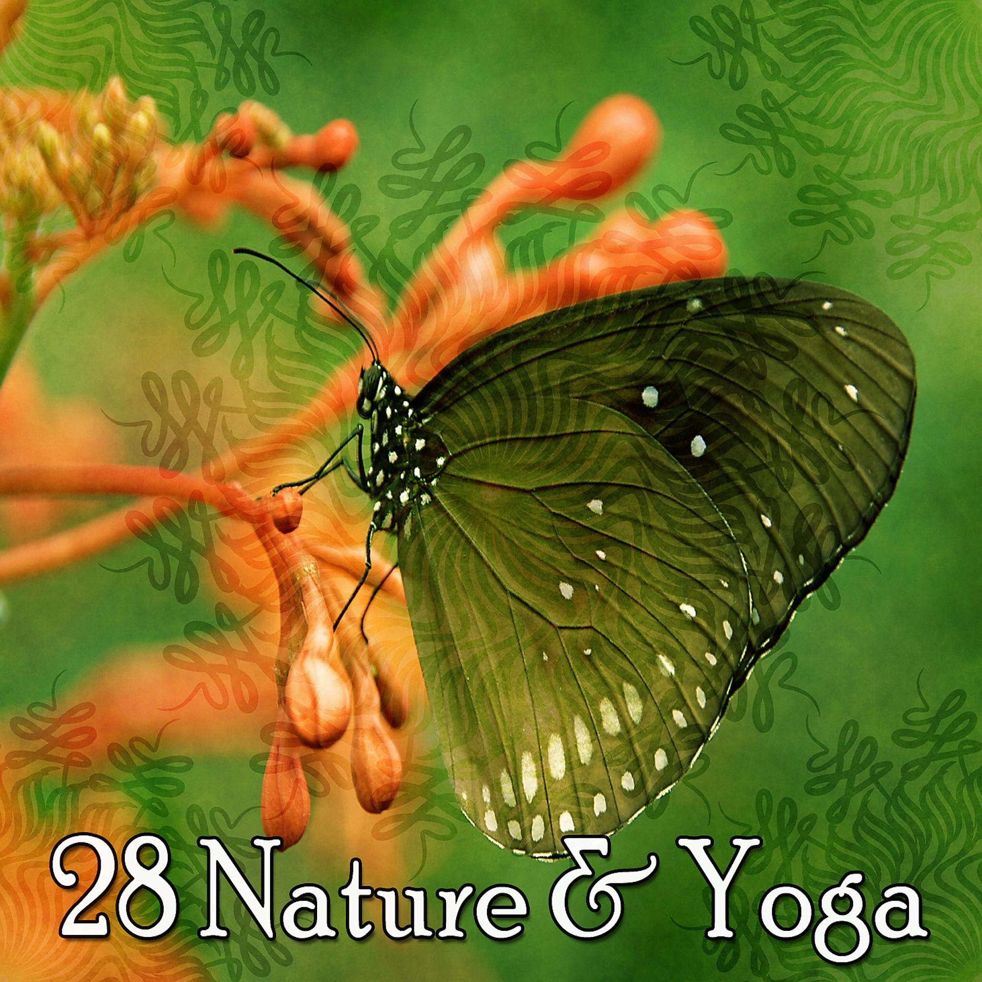 Постер альбома 28 Природа и йога