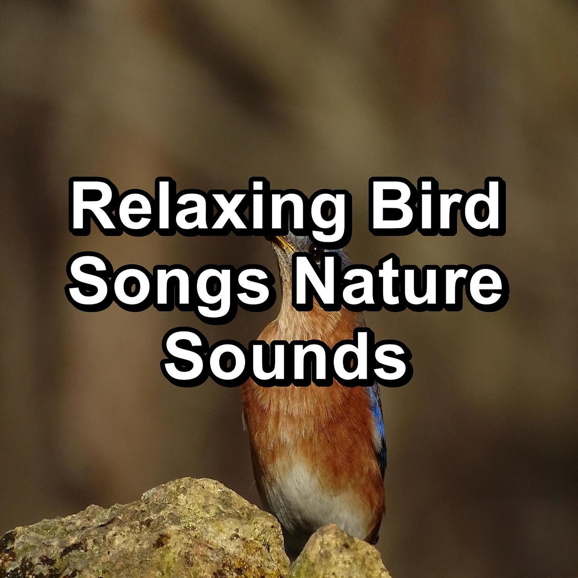 Постер альбома Relaxing Bird Songs Nature Sounds