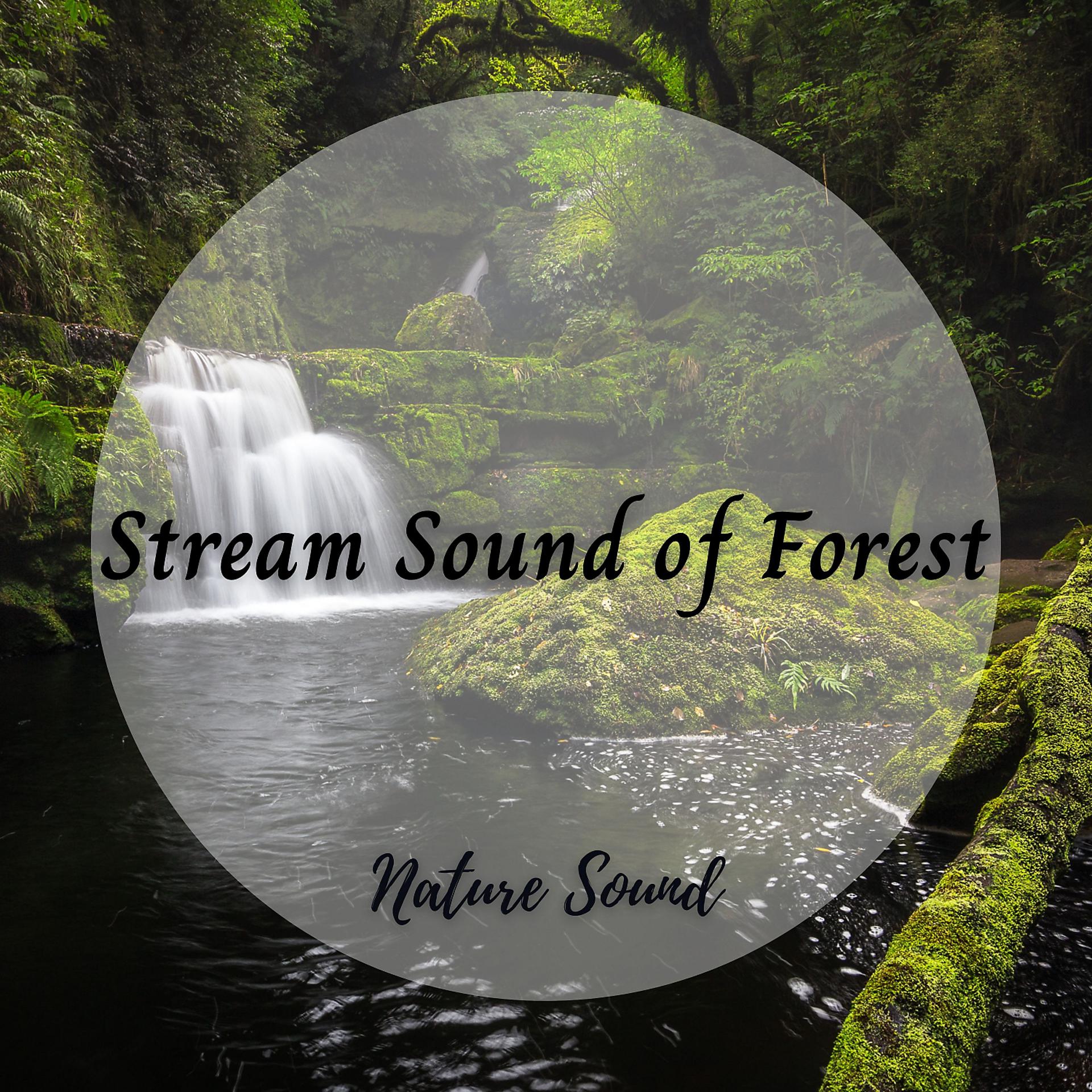 Постер альбома Nature Sound: Stream Sound of Forest