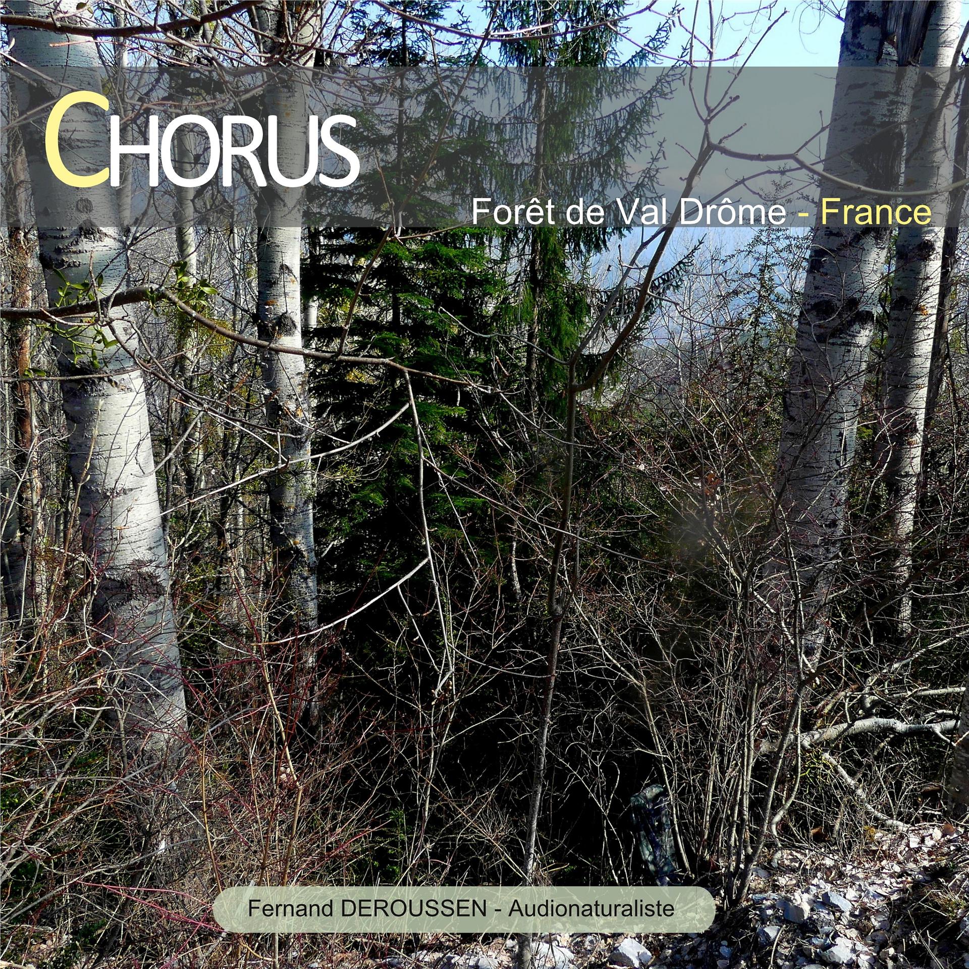 Постер альбома Chorus : Forêt de Valdrôme (France)
